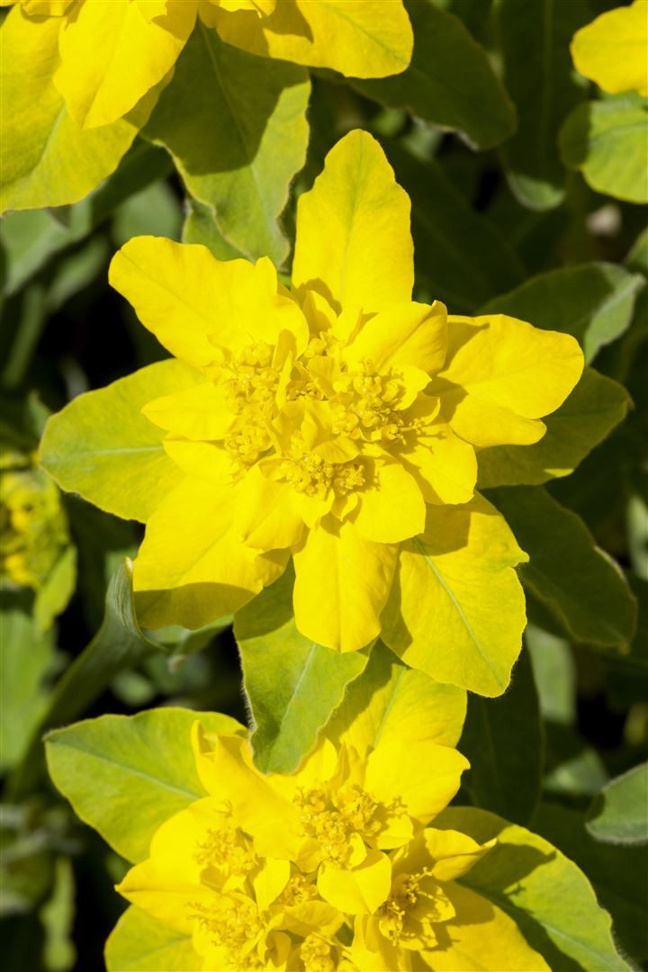 Pflanzen für Dich Staude Euphorbia polychroma, 1 St., Goldwolfsmilch, Vielfarbige Wolfsmilch