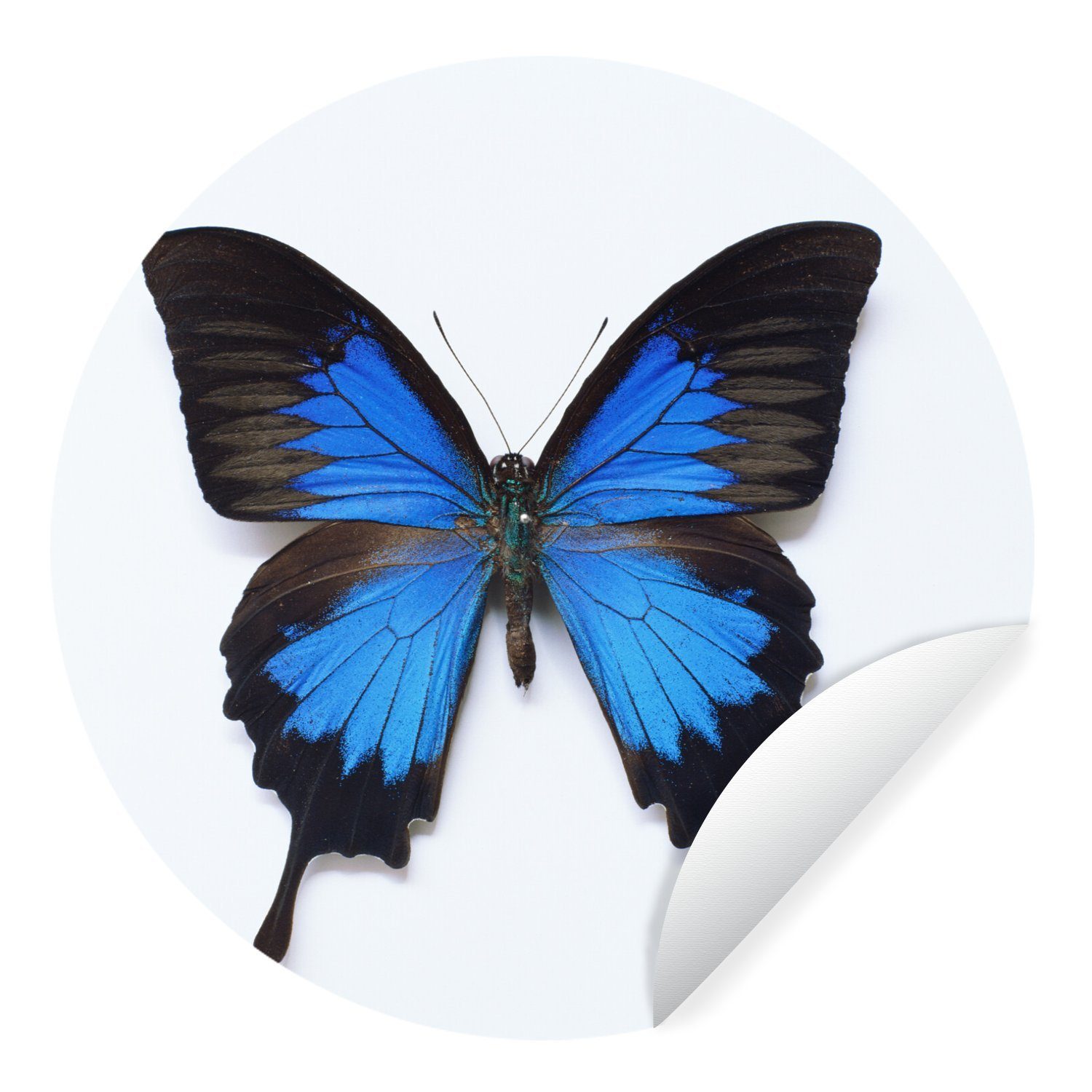 MuchoWow Wandsticker Schmetterling - Wohnzimmer Rund, Kinderzimmer, St), - (1 für Insekten Blau Tapetenkreis Tapetenaufkleber