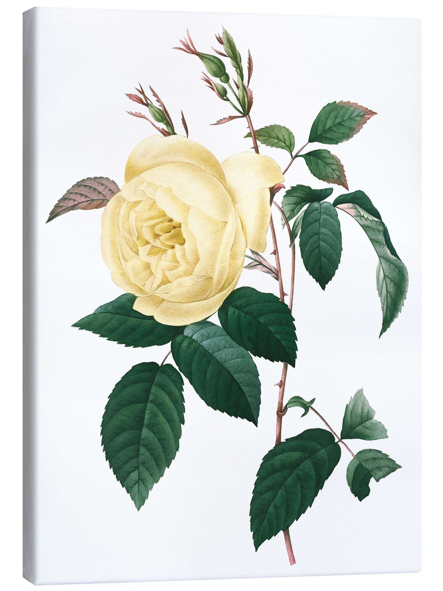 Posterlounge Wandbild Rosa indica, Pierre Joseph günstig online kaufen