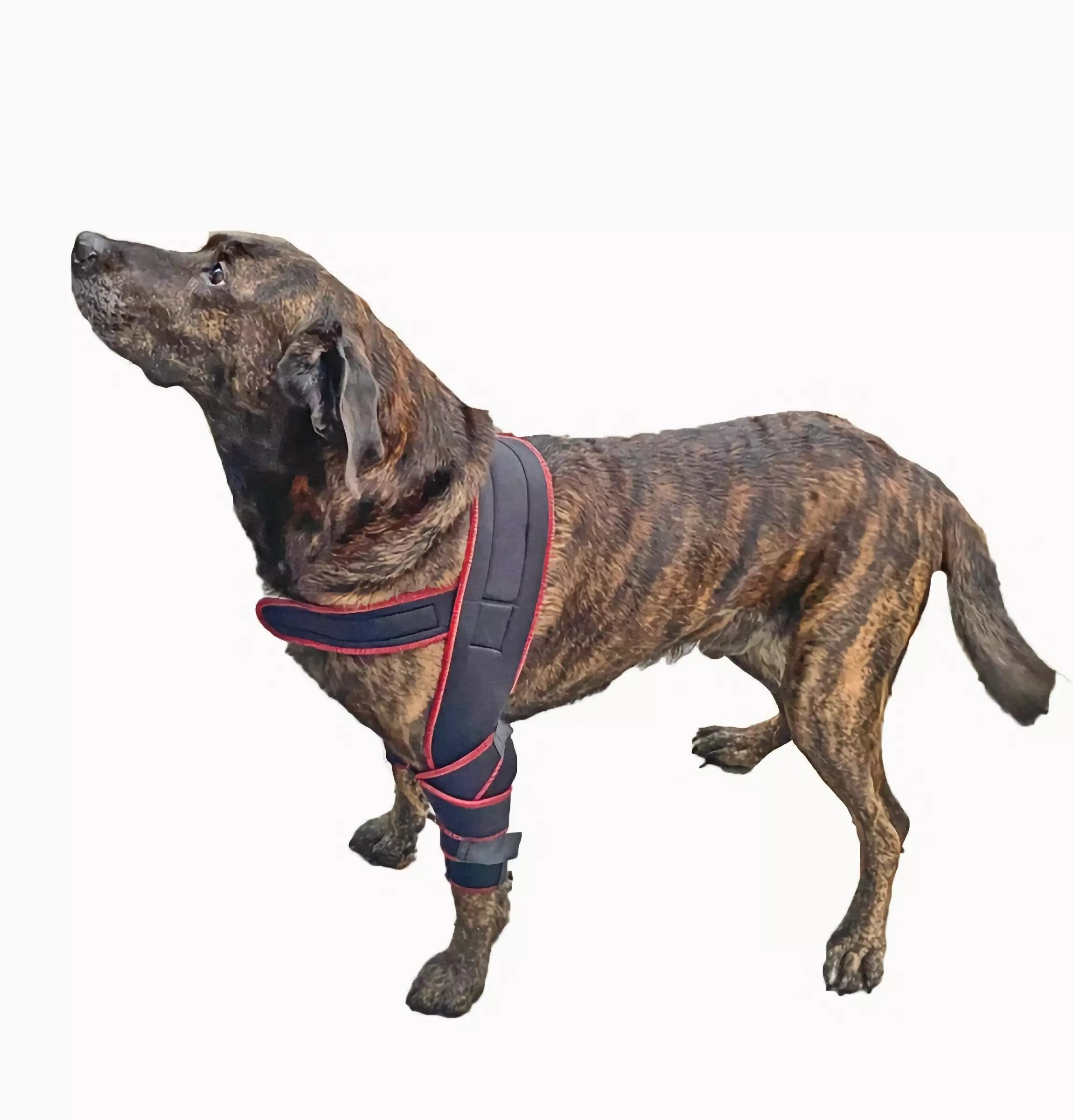 TSM Kniebandage 7545 TSM Ellenbogen-Bandage für Hunde "Athena"