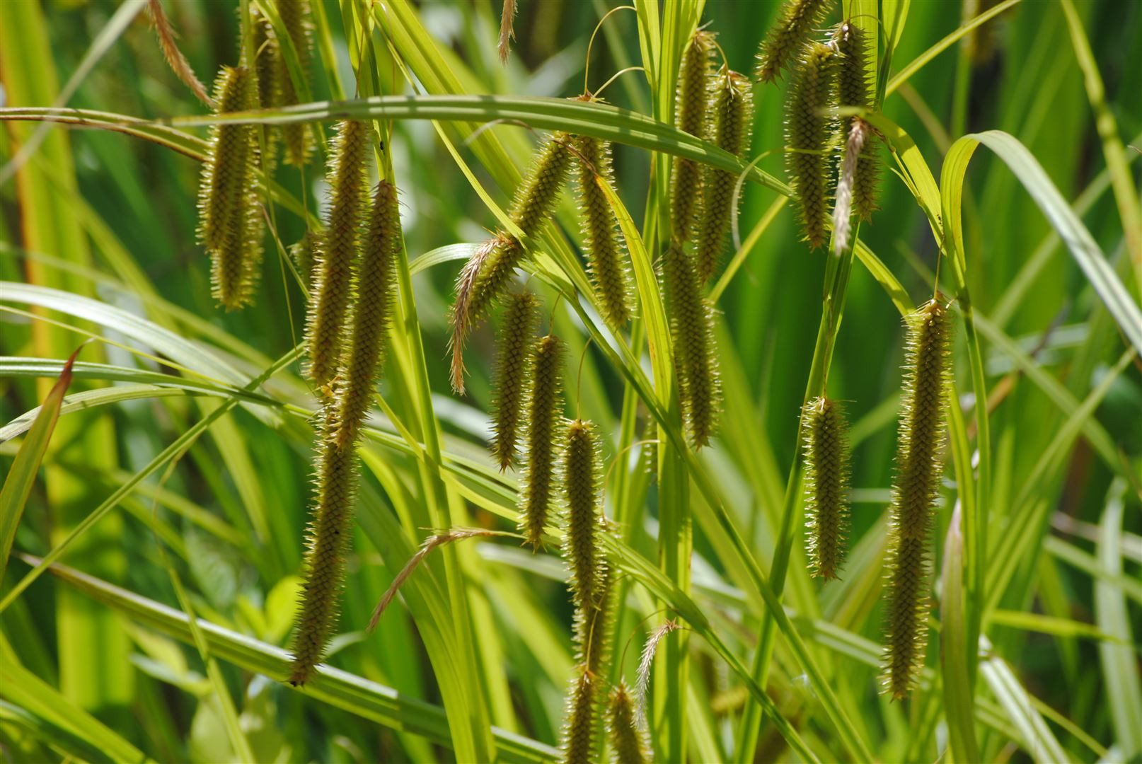 Pflanzen für Dich Gräser Care x pseudocyperus, 1 St., Scheinzypergras-Segge, bogengras, sumpfgebiete