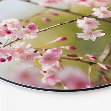 K&L Wall Art Gemälde Metallposter Rund Kirschblüten Rosa Blüten florale Cherry Blossom, Metalloptik Wandbild Ø 30cm