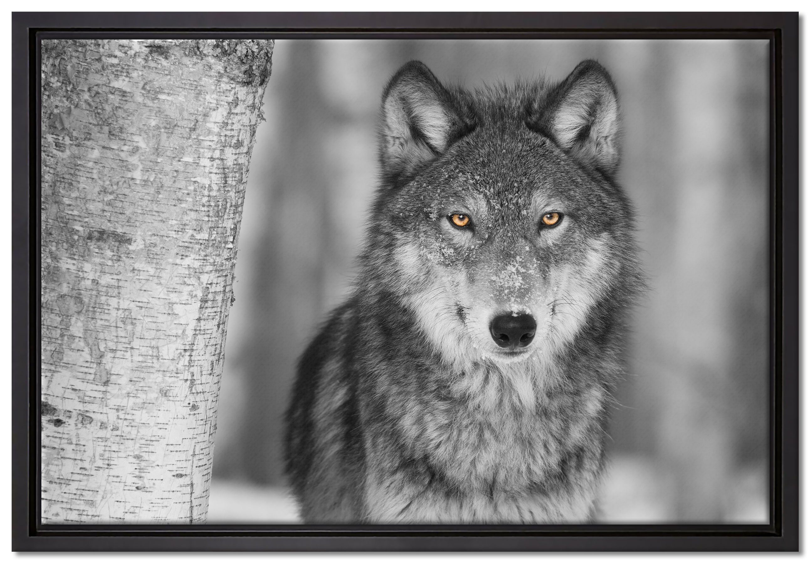Pixxprint Leinwandbild wunderschöner wachsamer Wolf, Wanddekoration (1 St), Leinwandbild fertig bespannt, in einem Schattenfugen-Bilderrahmen gefasst, inkl. Zackenaufhänger