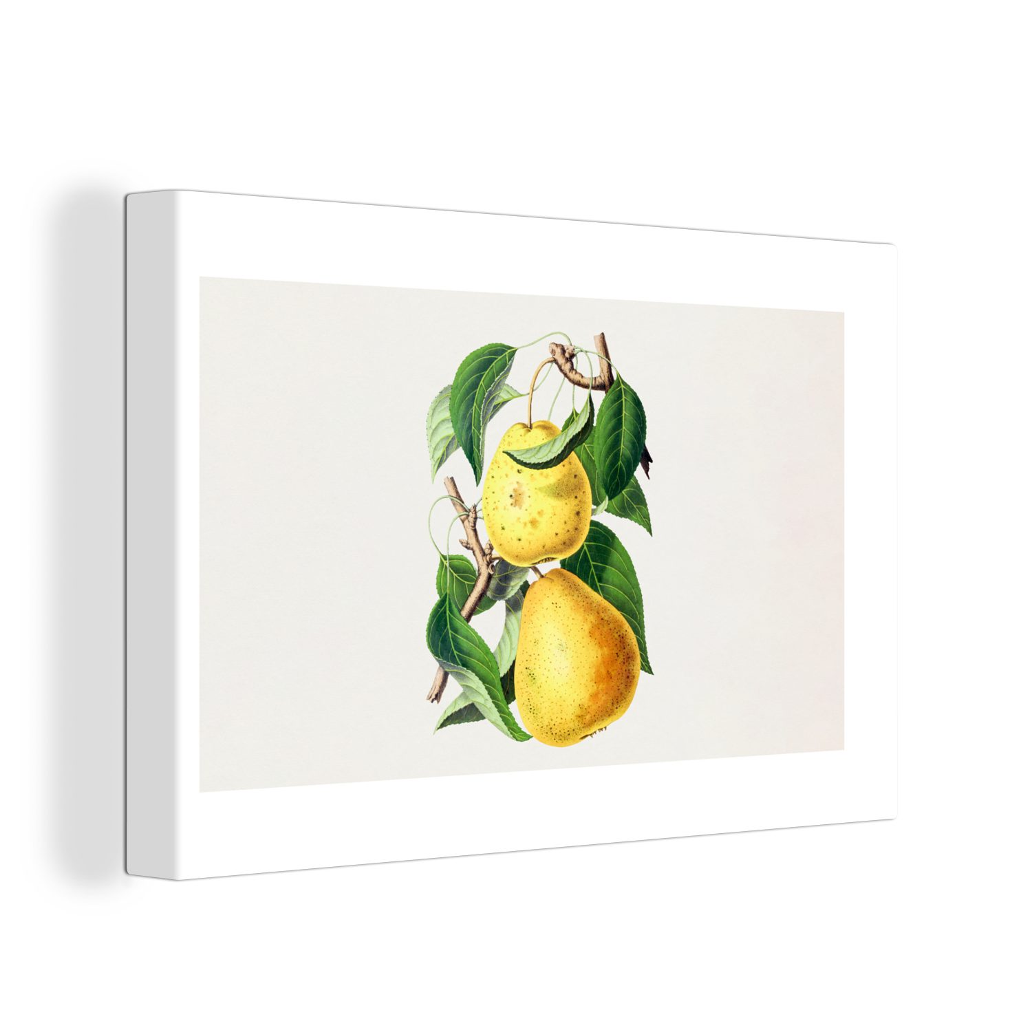 Obst Birnen Gesund, Aufhängefertig, (1 cm Wanddeko, Leinwandbilder, 30x20 St), Leinwandbild Wandbild - OneMillionCanvasses® -