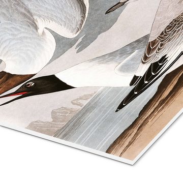 Posterlounge Forex-Bild John James Audubon, Möwen, Badezimmer Vintage Malerei