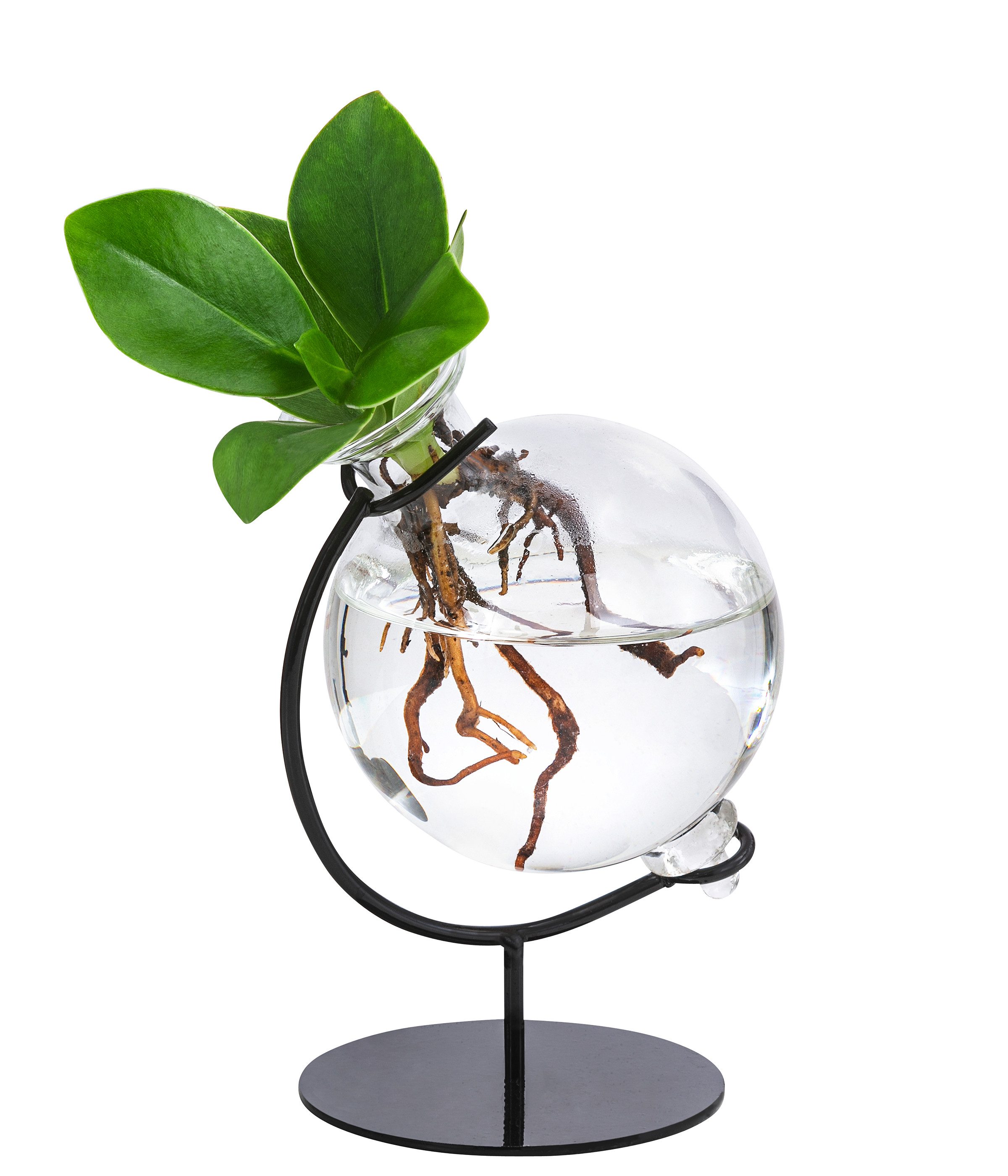 Dehner Zimmerpflanze Waterplant Balsamapfel Victoria, Clusia major, 19 x 7.5 x 3.5 cm, Wasserpflanze im Kugelglas, mit Metallständer