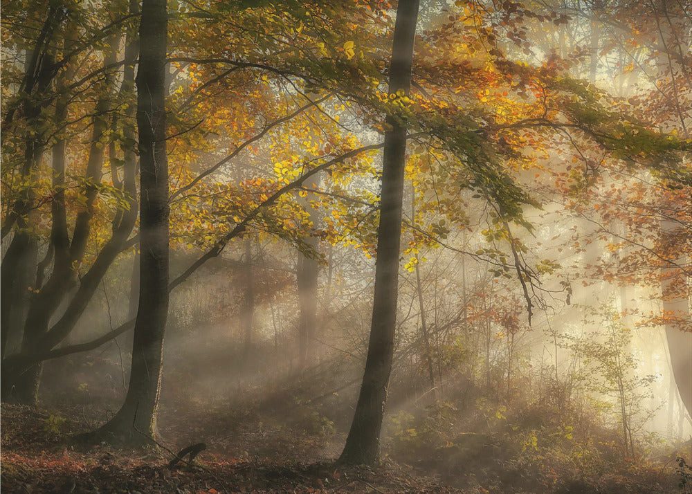 Papermoon Leinwandbild "The lights of the forest" von Fran Osuna, 250 g/m² Galeriedruck, Auf Holzkeilrahmen, brillante UV-beständige Farben, Made in Germany