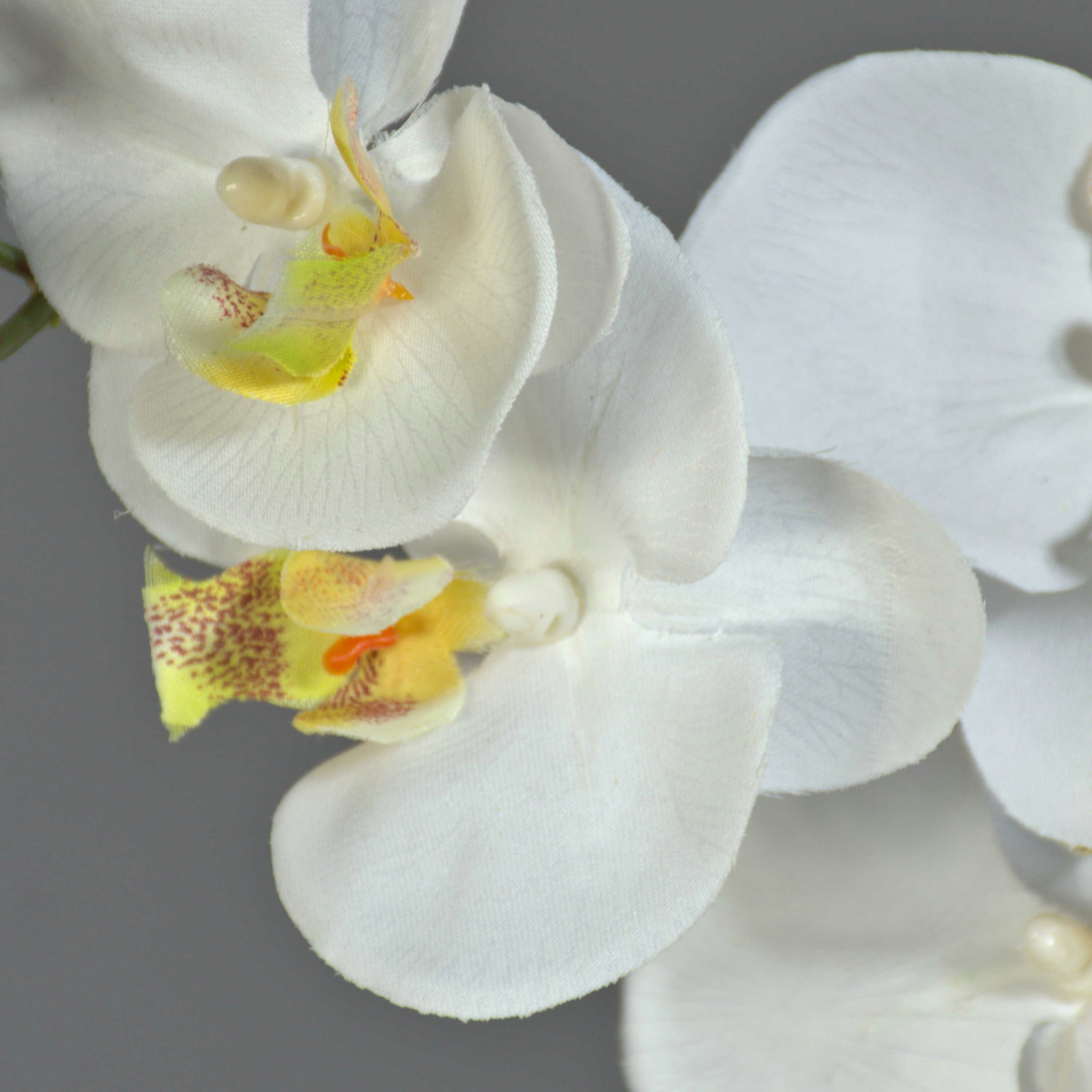 Kunstorchidee Dekozweig Phalaenopsis Orchidee LANUA, Creme, 75 cm Orchidee (Orchidee phalaenopsis), artplants, Höhe 70.0 cm