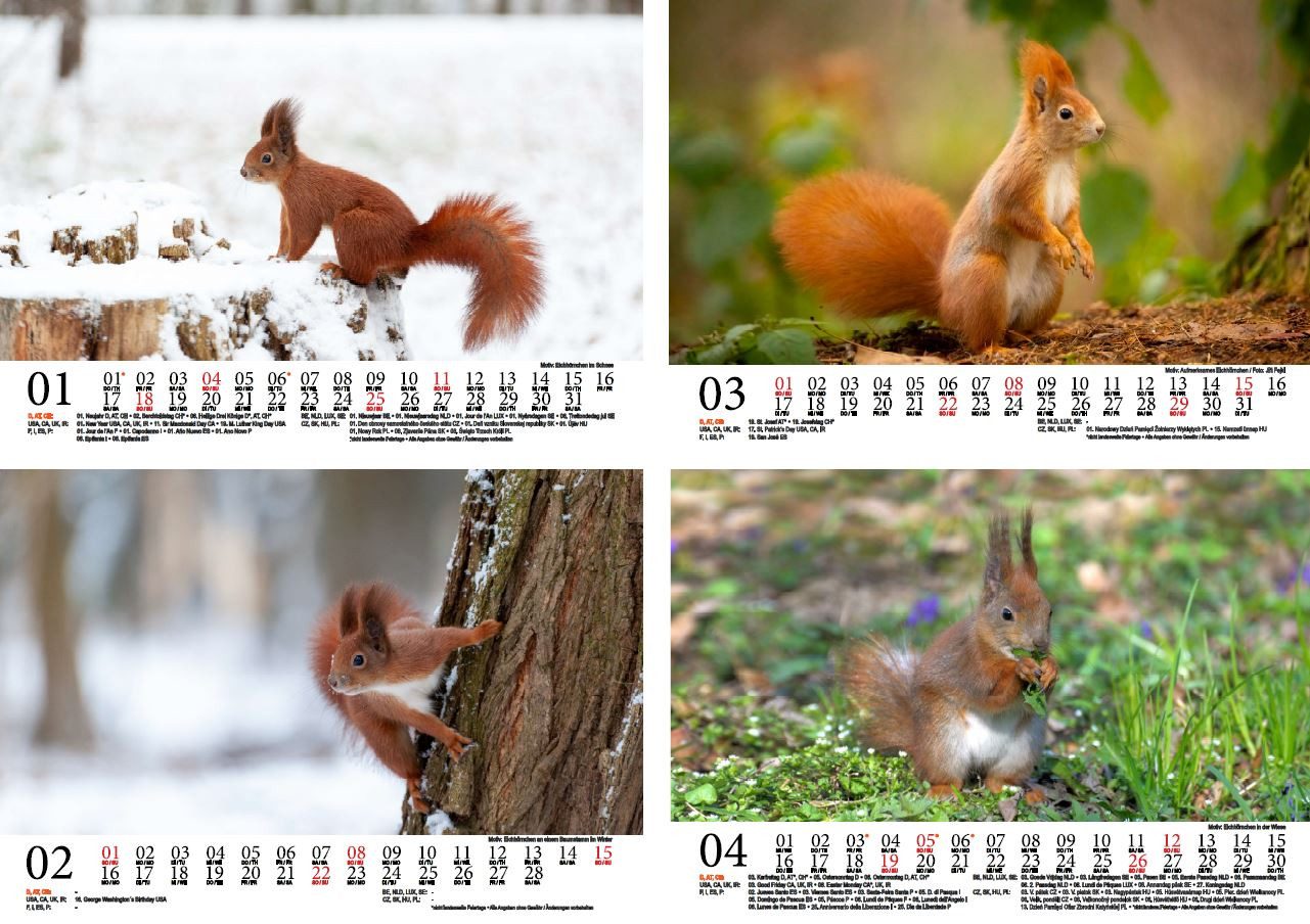 Thumbnail - Seelenzauber Wandkalender Eichhörnchenzauber DIN A5 Kalender für 2026 Eichhörnchen Seelenzauber