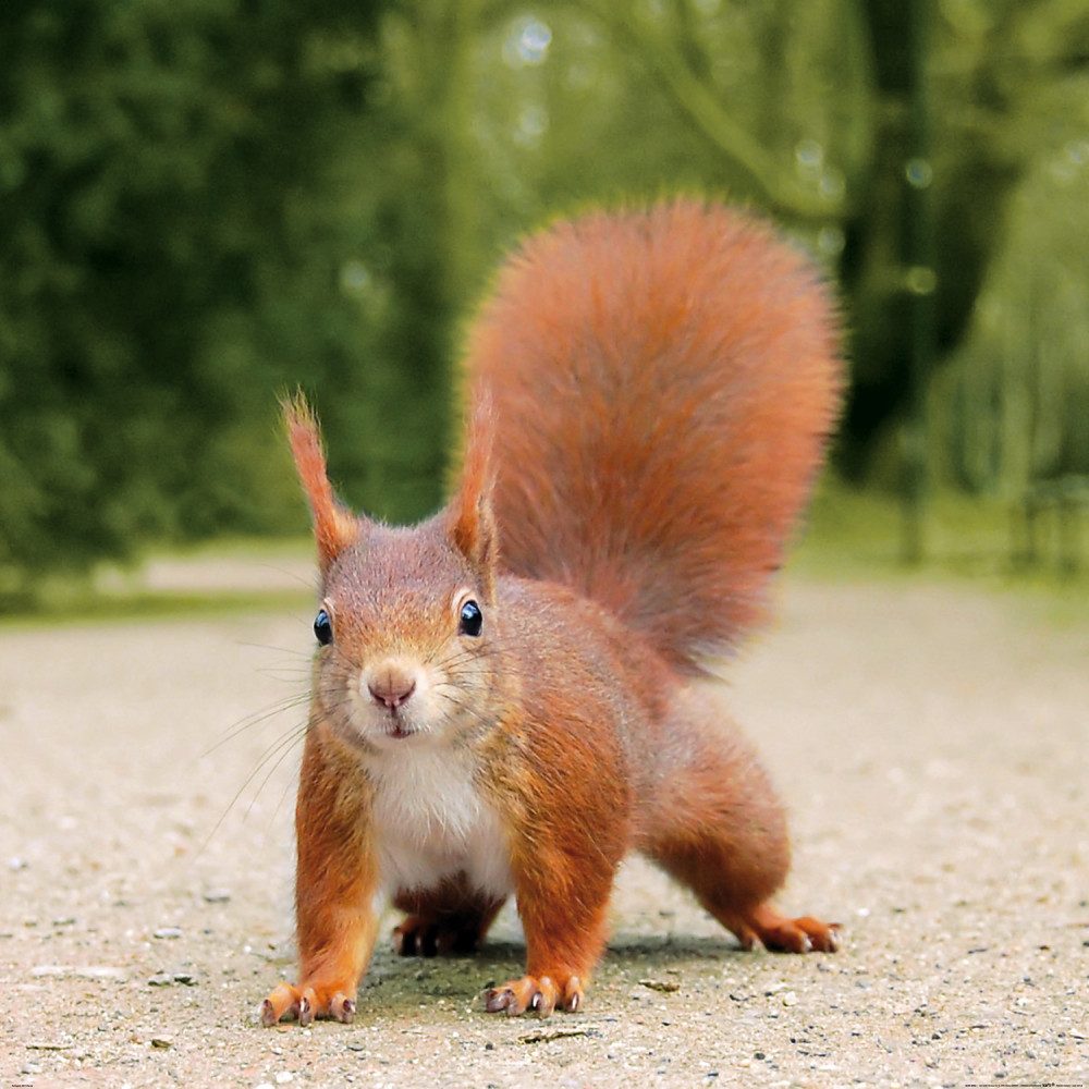1art1 Poster Eichhörnchen Kunstdruck Bild - Hast Du Mal Ein Nüsschen ?