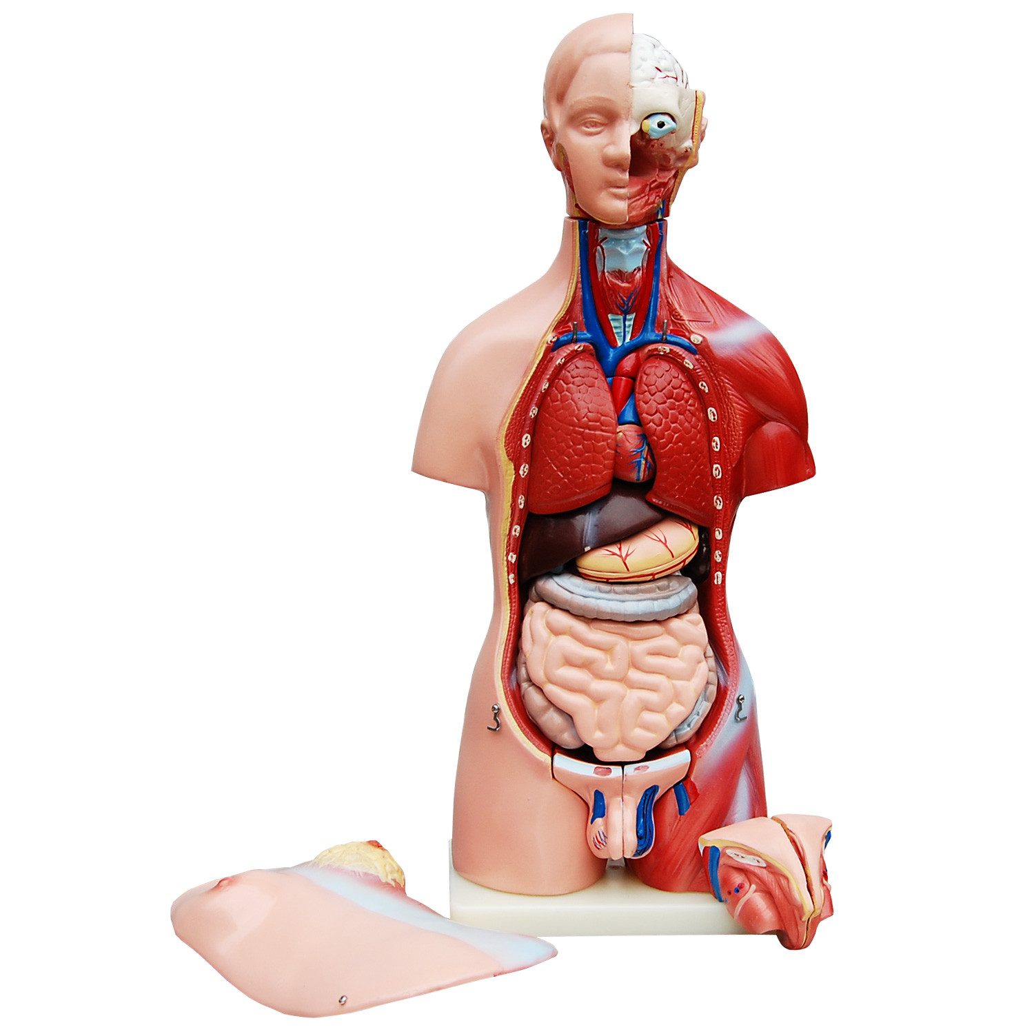MedMod Dekoobjekt Anatomie Modell Körper Torso Mann und Frau mit Organen 45 cm