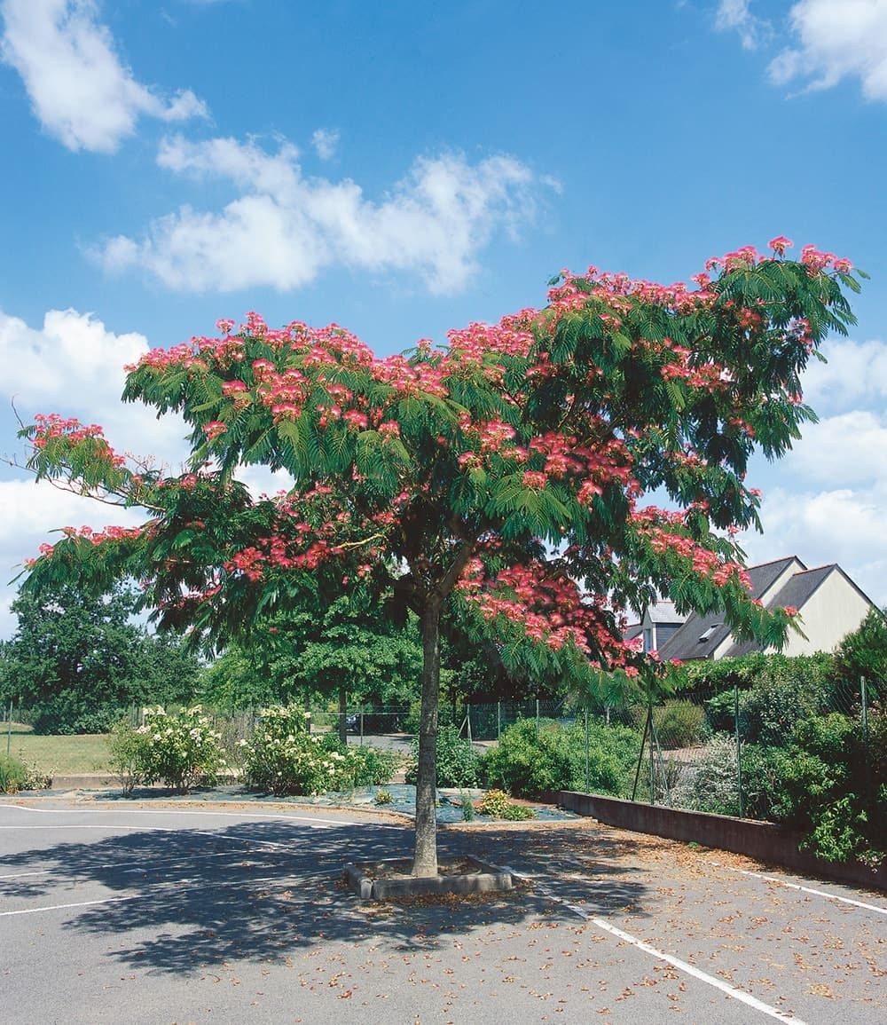 BALDUR Garten Zierstrauch Albizia 'Ombrella', 1 St., Schlafbaum, mehrjährig, pflegeleicht