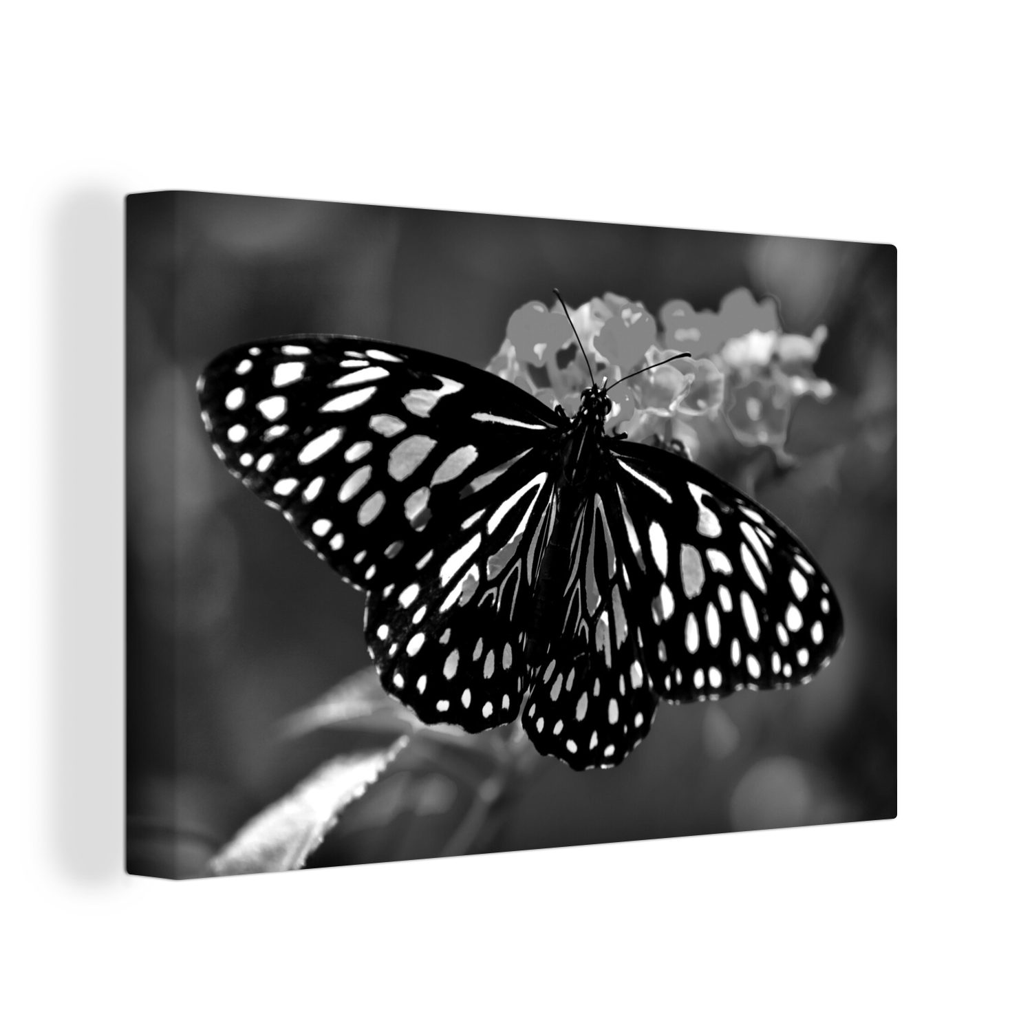 Leinwandbild Blue Tiger Schmetterling - schwarz und weiß