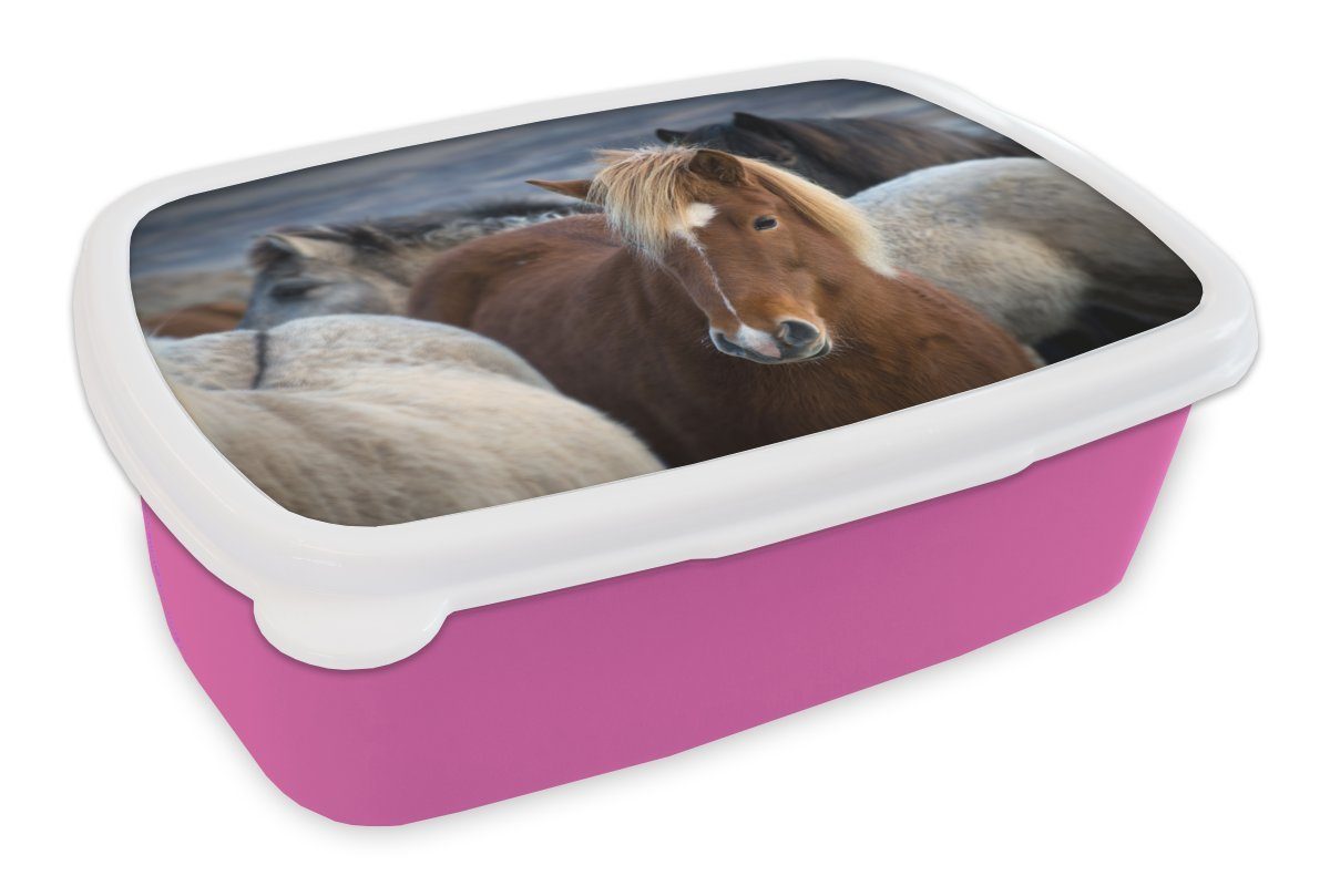 braunen Brotdose Kunststoff, eines Kunststoff für Isländers Nahaufnahme Erwachsene, Mädchen, zwischen Pferden, (2-tlg), Snackbox, weißen Kinder, Brotbox Lunchbox MuchoWow rosa