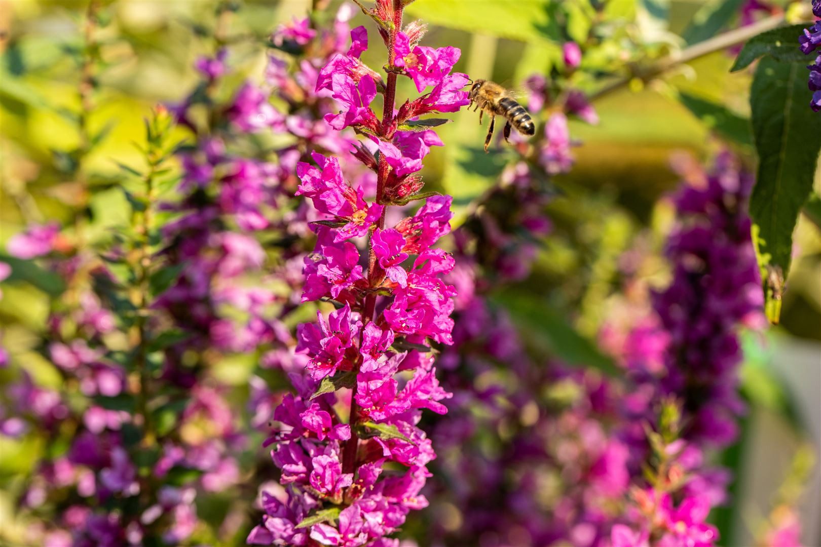Pflanzen für Dich Staude Lythrum salicaria 'Robin', 1 St., Blutweiderich, Gewöhnlicher Blutweiderich – Bild 4 von 4