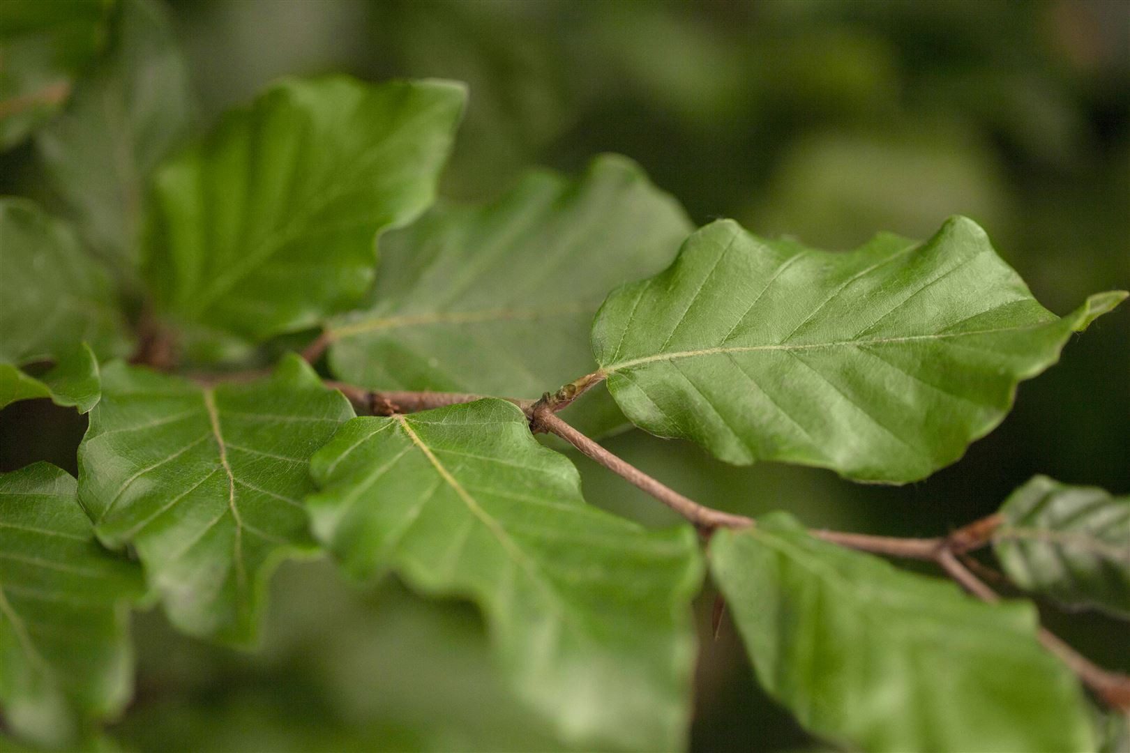 Pflanzen für Dich Baum Fagus sylvatica, 1 St., Rotbuche, Gemeine Buche, Europäische Buche, glänzend, herbstfärbung