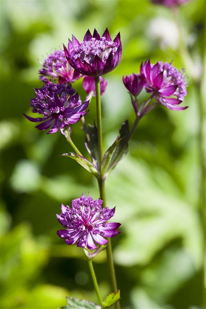 Pflanzen für Dich Staude Astrantia major, 1 St., Große Sterndolde, Sterndolde