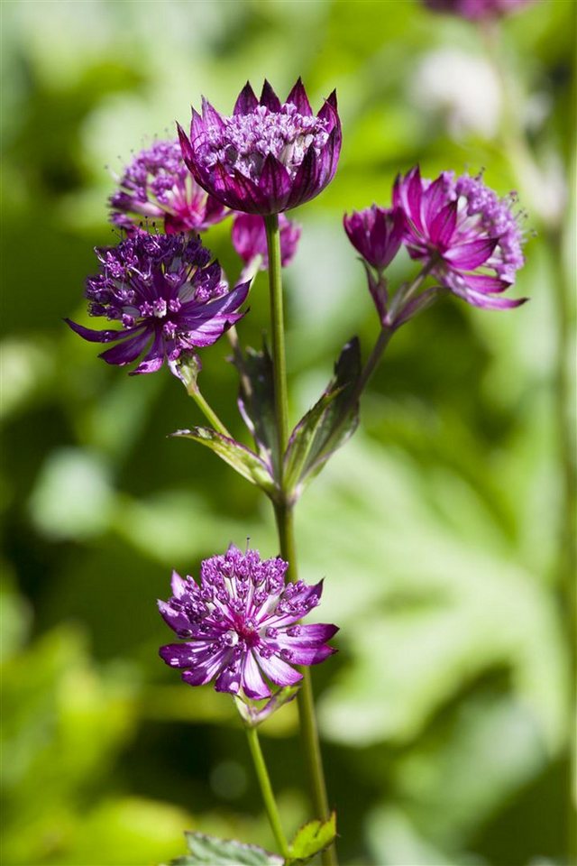 Pflanzen für Dich Staude Astrantia major, 1 St., Große Sterndolde, Sterndolde