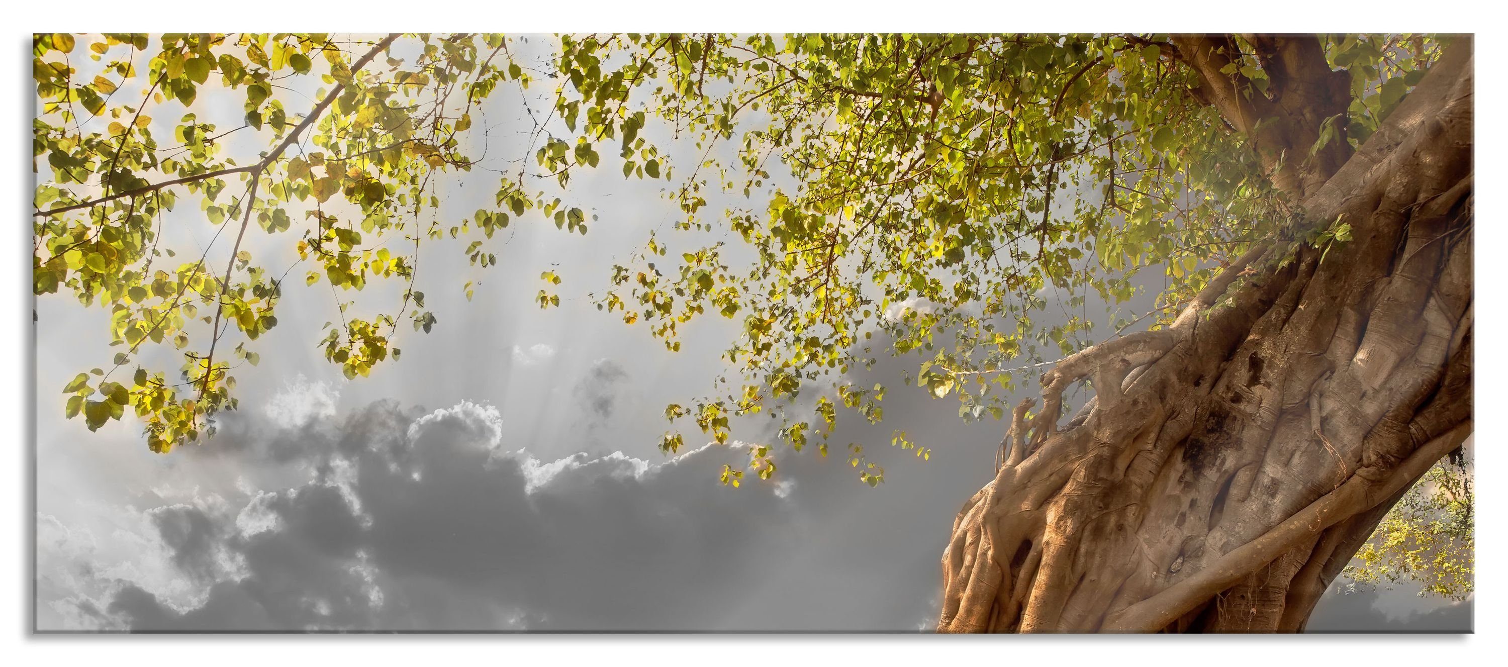 Glasbild Baum