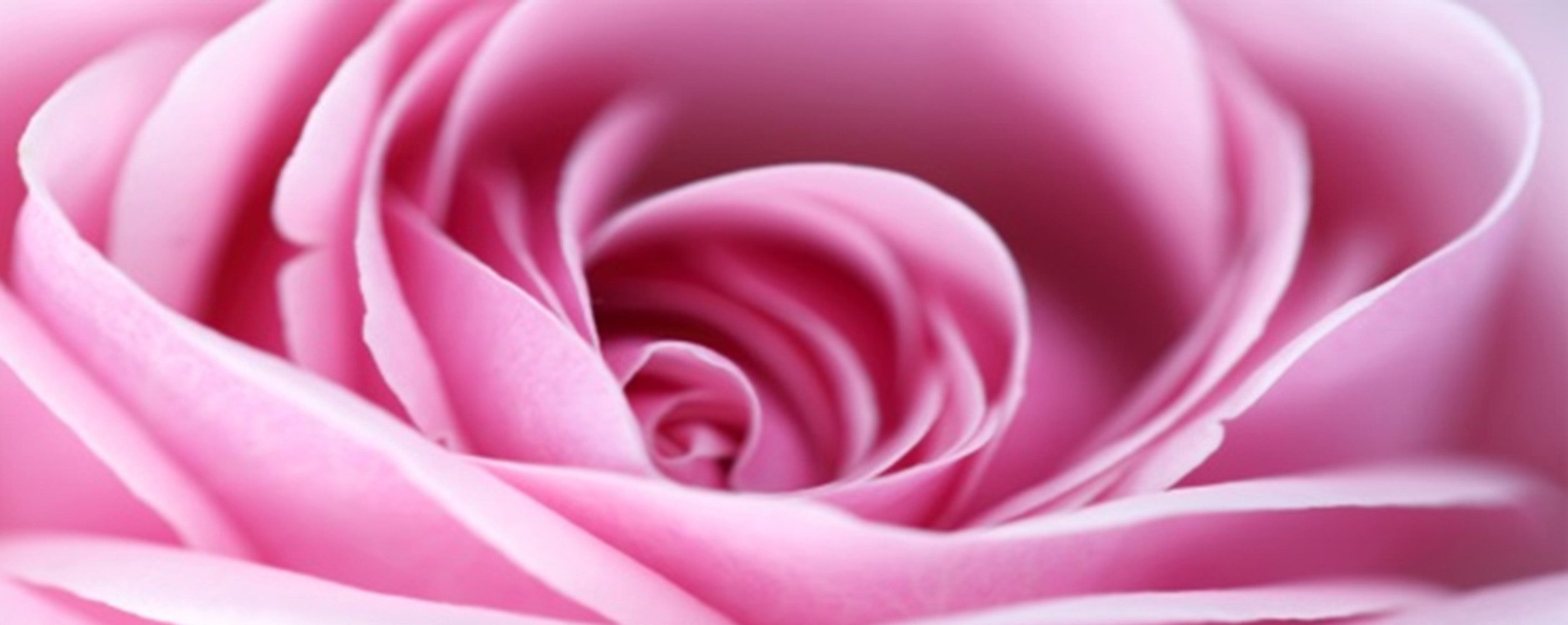Home affaire Leinwandbild »Pink Rose«, 160/55 cm-Otto