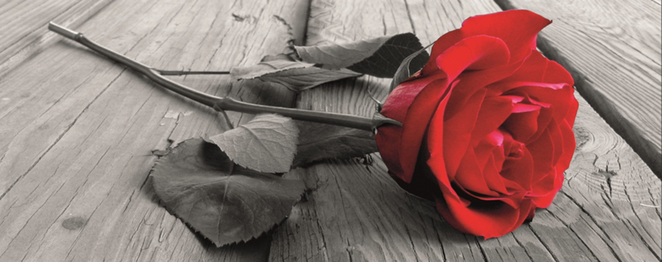 Home affaire Leinwandbild »Rose on the wooden floor«, 160/55 cm-Otto