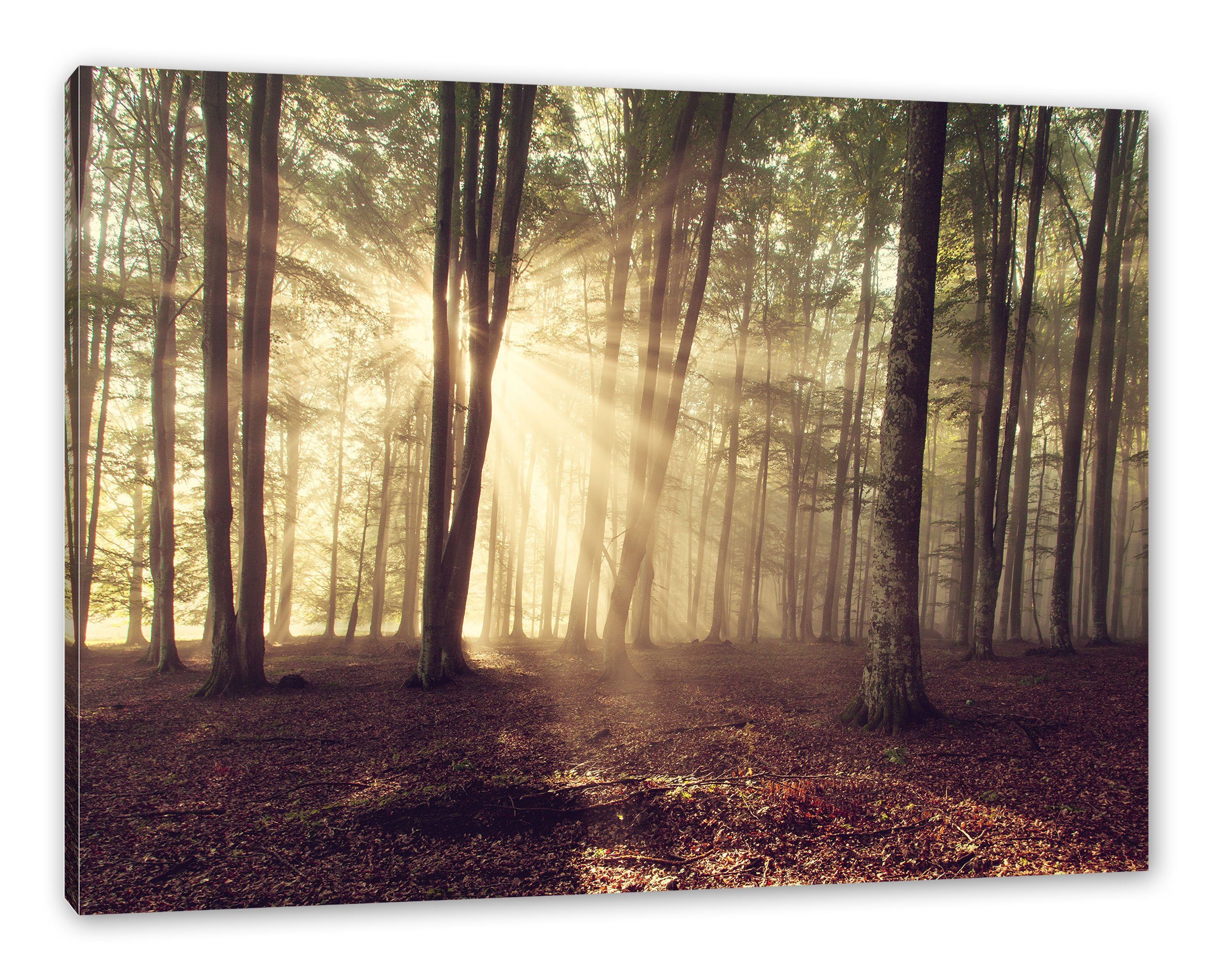 Waldlichtung im inkl. St), (1 Sonnenschein fertig im bespannt, Pixxprint Sonnenschein, Leinwandbild Leinwandbild Waldlichtung Zackenaufhänger