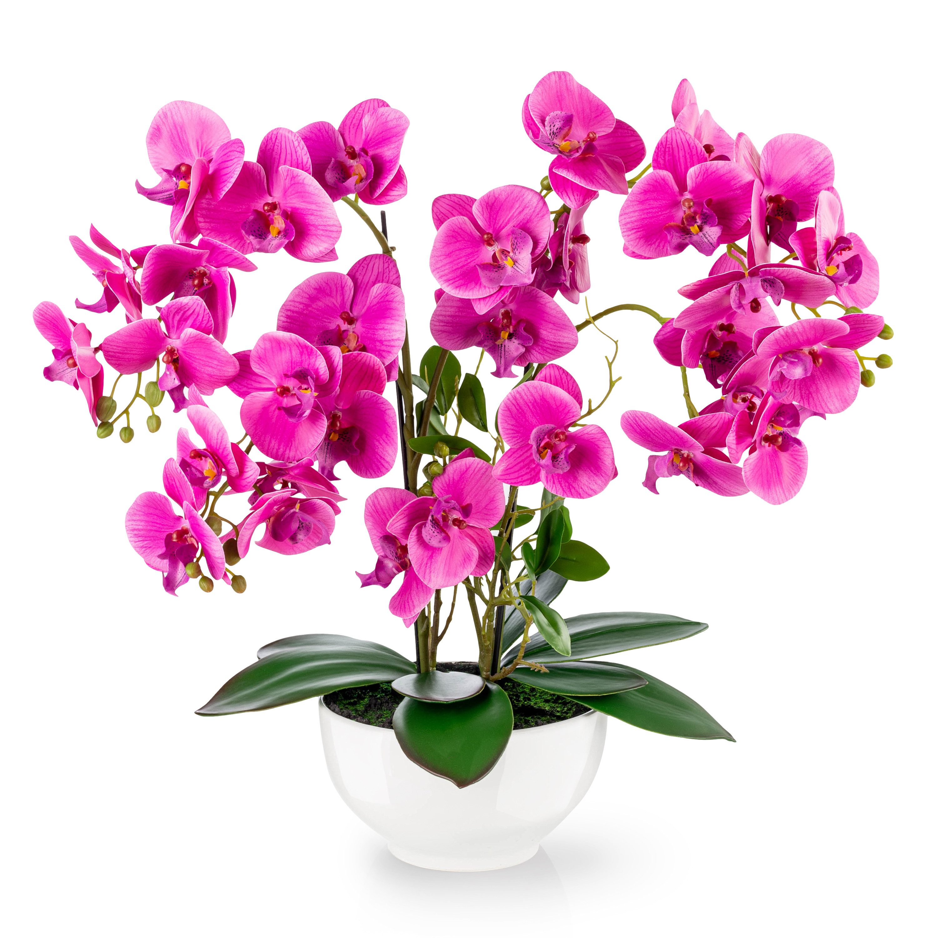 Kunstorchidee PASCH® XXL Orchidee künstlich wie echt (56cm) in Hochglanz-Ke günstig online kaufen