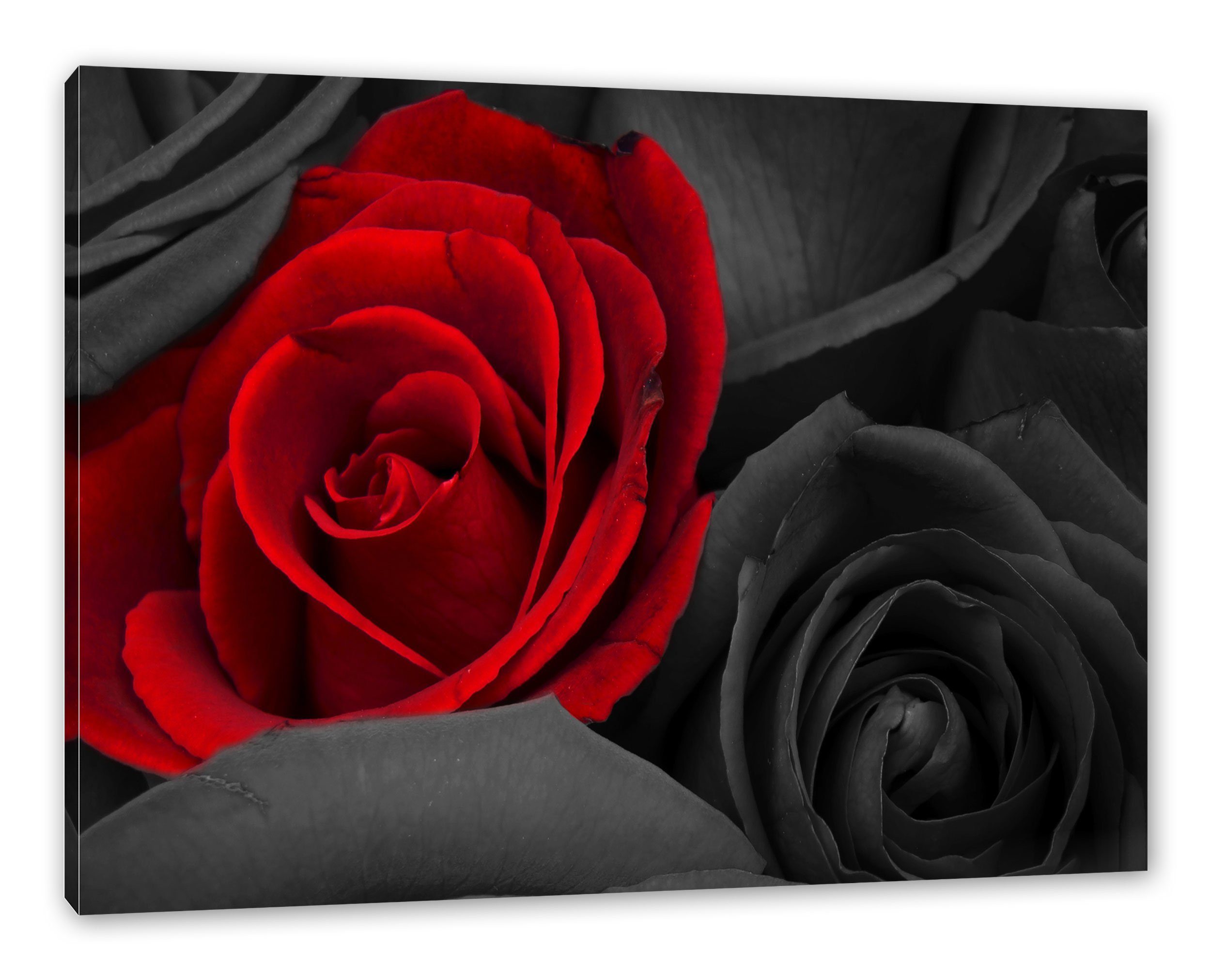 St), fertig (1 rote romantische rote Leinwandbild Rosen Rosen, Leinwandbild inkl. Zackenaufhänger Pixxprint romantische bespannt,
