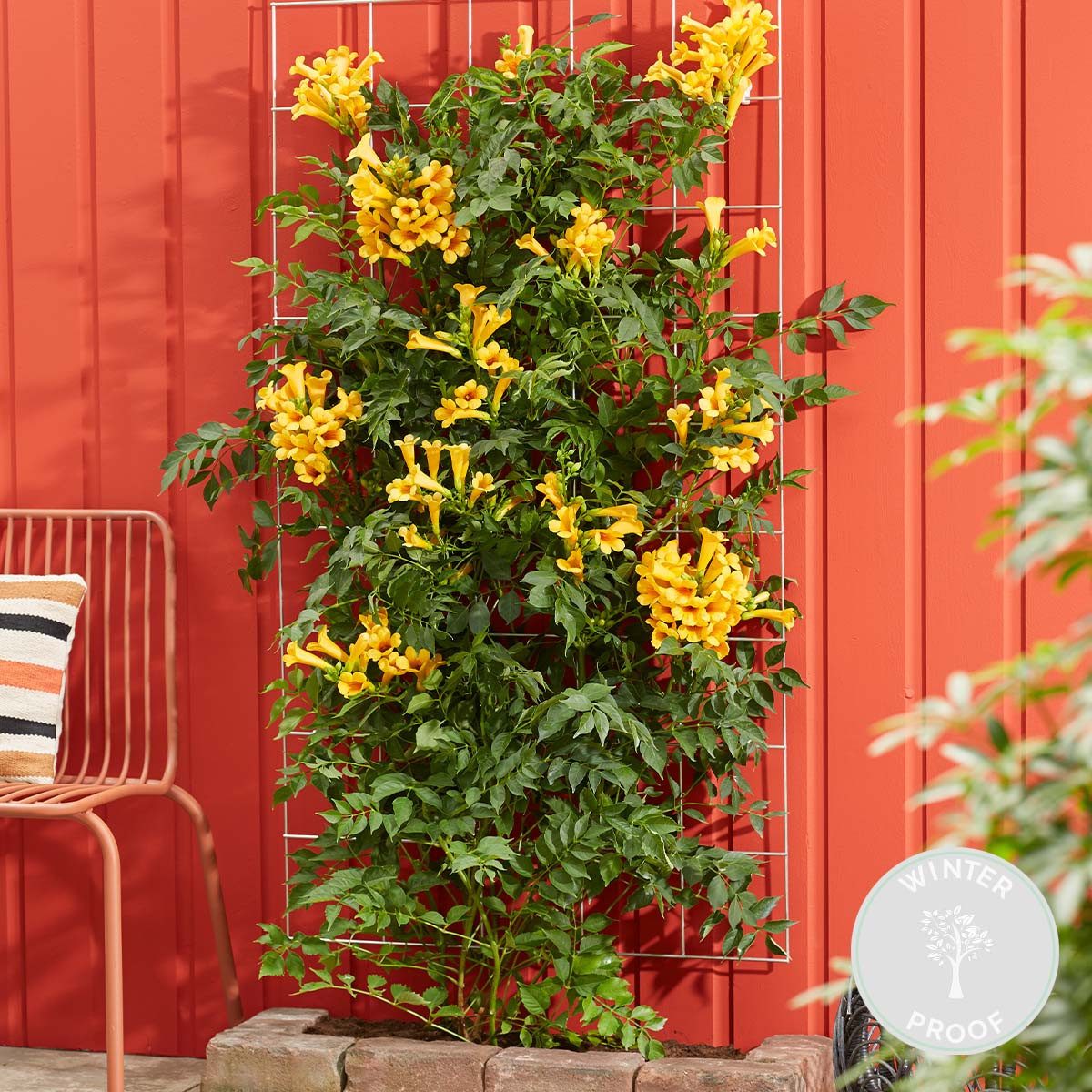 Bloomique Kletterpflanze Campsis Radicans Flava, Trompetenblume, Gelb, 50-70 cm, Topf 15 cm, 1 St.