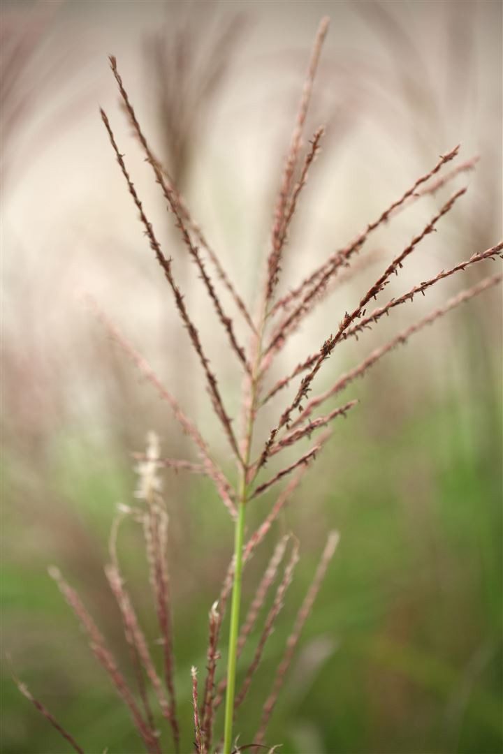 Pflanzen für Dich Gräser Miscanthus sin. Dronning Ingrid, 1 St., Chinaschilf, Silbergras, rosa Blütenrispen, aufrechter Wuchs