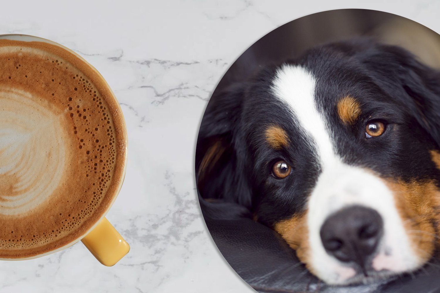 Getränkeuntersetzer, MuchoWow Sennenhund Berner auf Tassenuntersetzer, für 6-tlg., Zubehör Sofa, Tasse, Korkuntersetzer, Glasuntersetzer Ein Gläser, dem liegt Becher