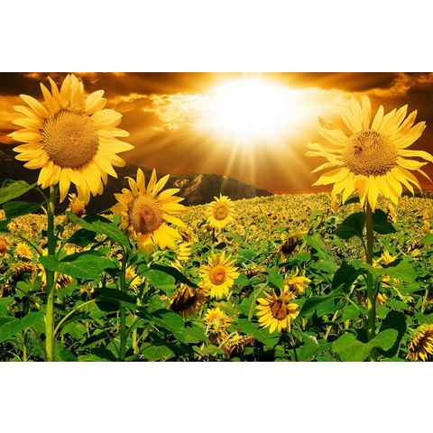 Papermoon Fototapete Sonnenblumen