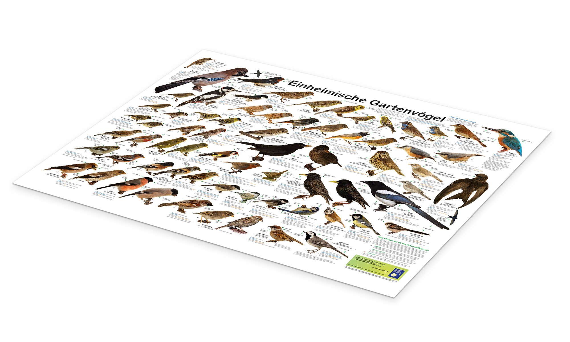 Posterlounge Wandbild Einheimische Gartenvögel, Planet Poster Editions, erhältlich als Poster, Leinwandbild, Wandsticker oder Acrylglasbild – Bild 2 von 5