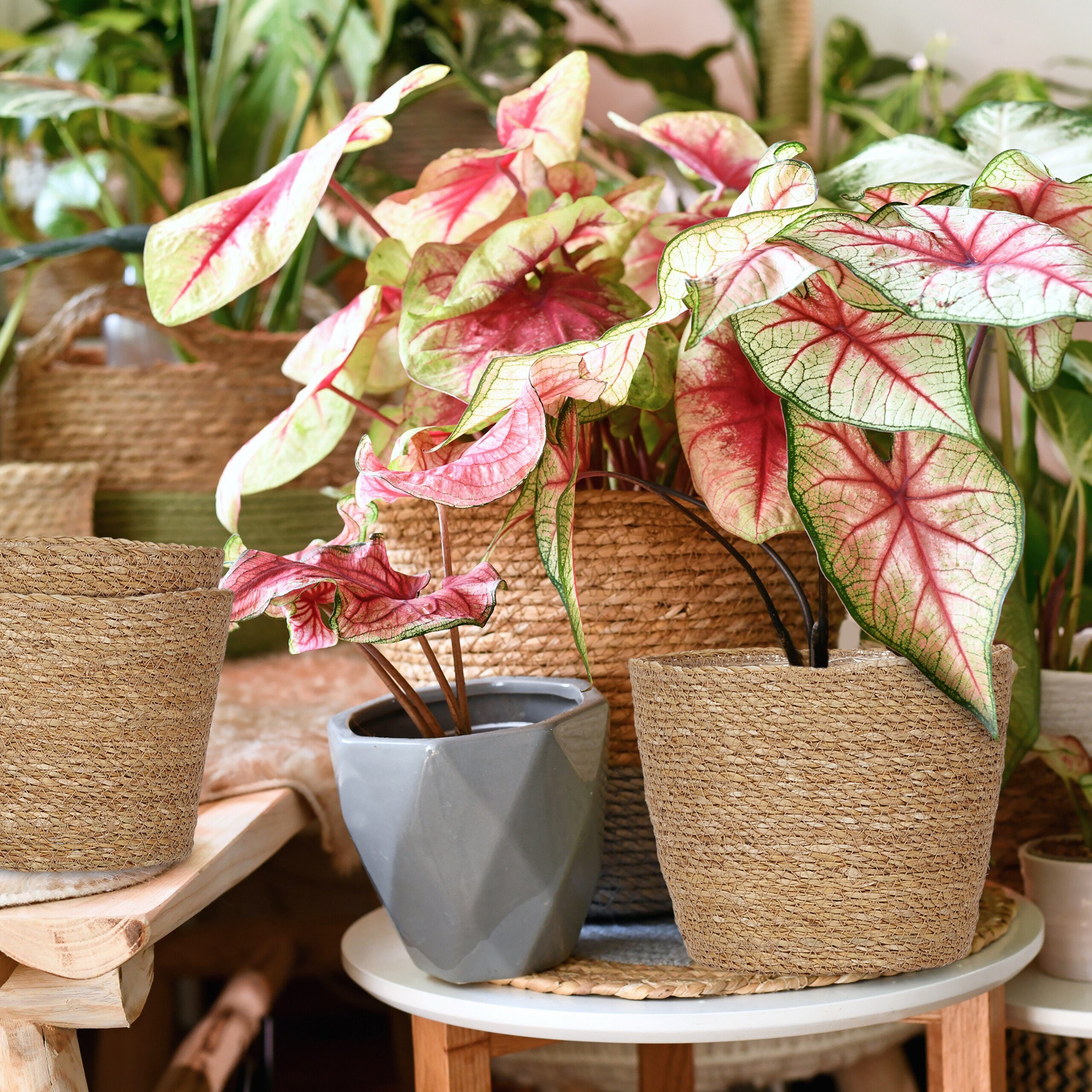 relaxdays Blumentopf Seegras Blumentopf 3er Set günstig online kaufen