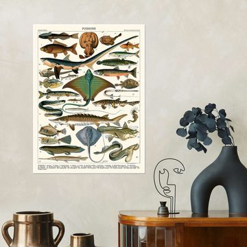 Posterlounge Poster Adolphe Millot, Meeresfische, 1905 (französisch), Wohnzimmer Vintage Illustration