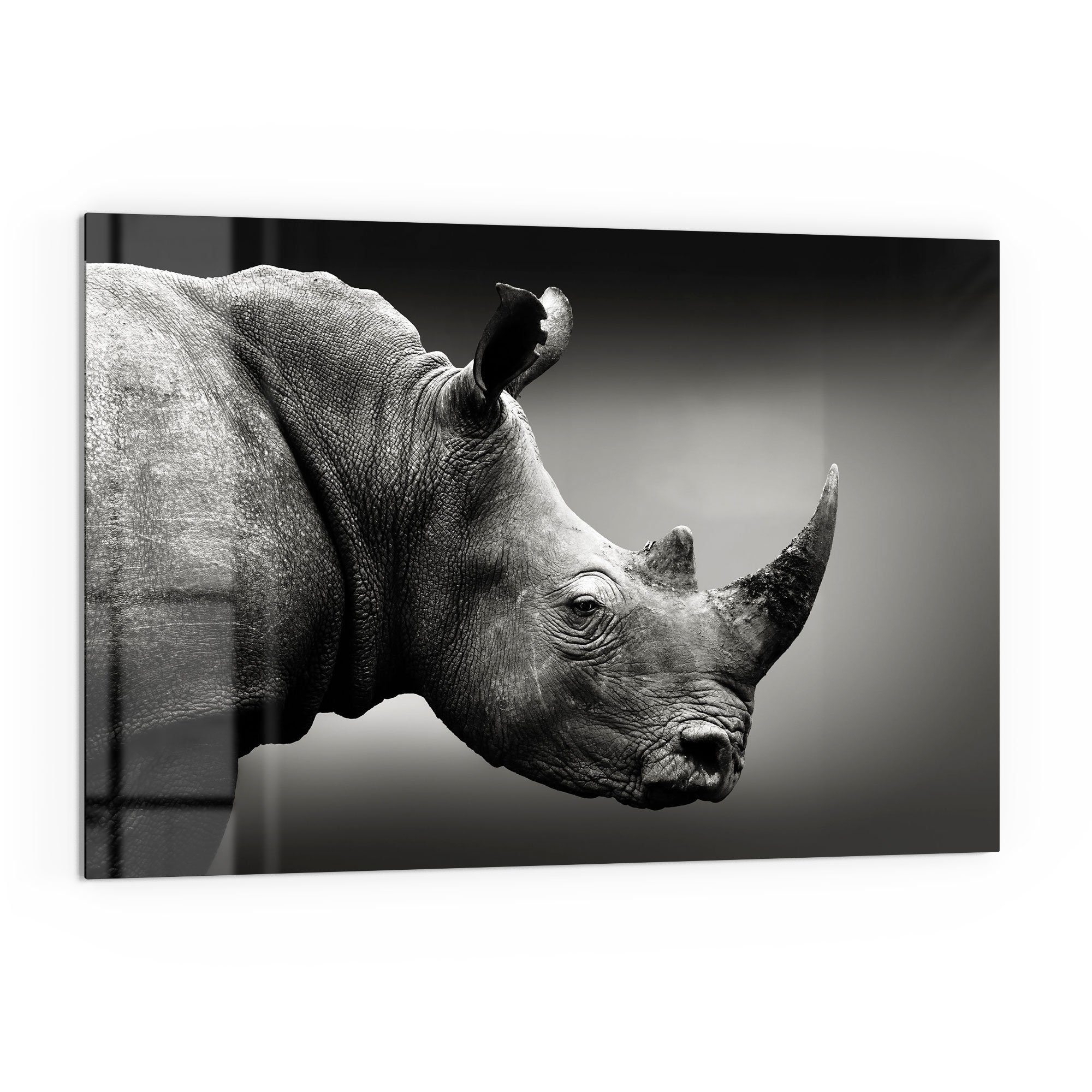 DEQORI Küchenrückwand 'Nashorn im Profil', Glas Spritzschutz Badrückwand Herdblende