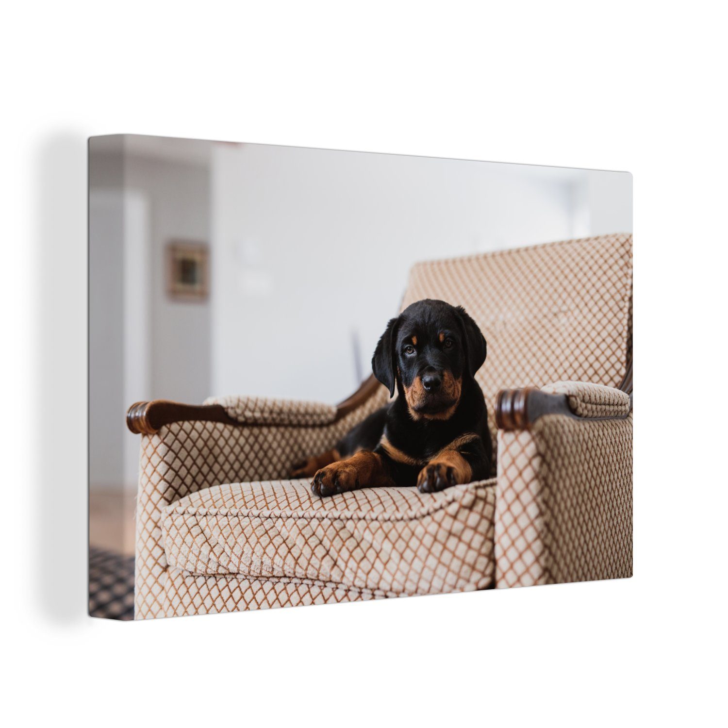 OneMillionCanvasses® Leinwandbild Niedlicher Rottweiler-Welpe sitzt auf einem Stuhl, (1 St), Wandbild Leinwandbilder, Aufhängefertig, Wanddeko, 30x20 cm