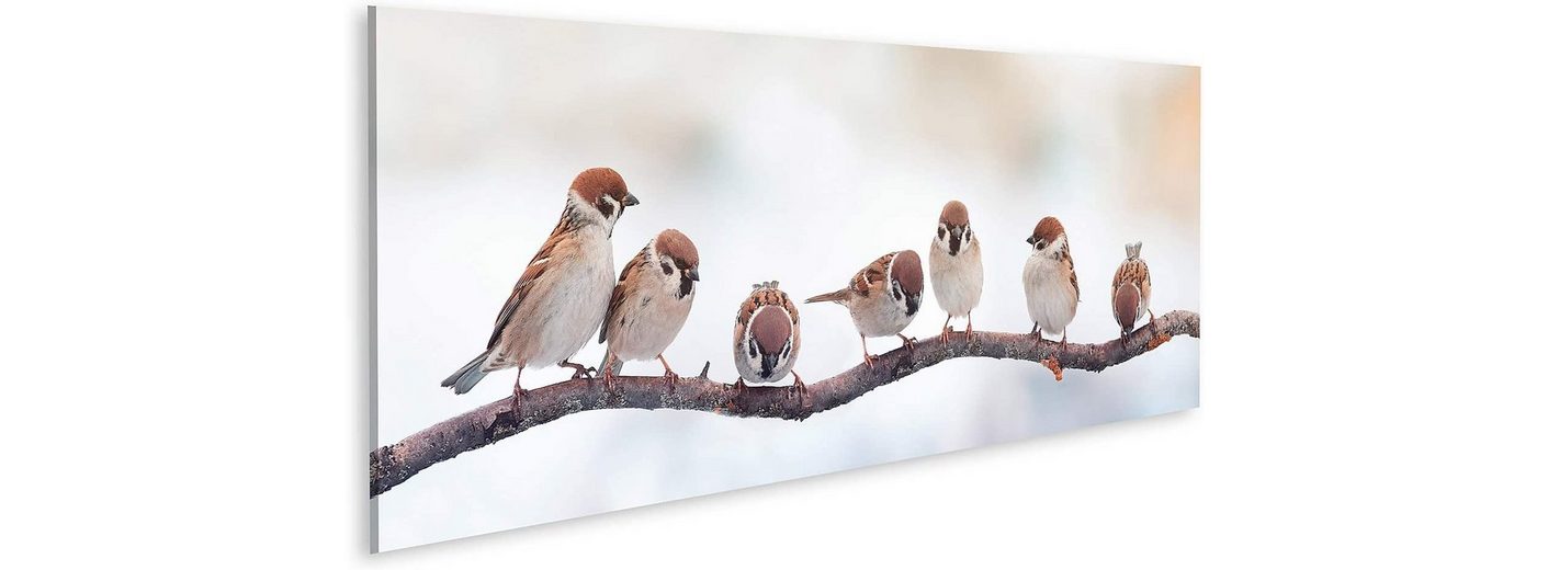 islandburner Leinwandbild »Bild auf Leinwand Lustige Vögel Spatzen