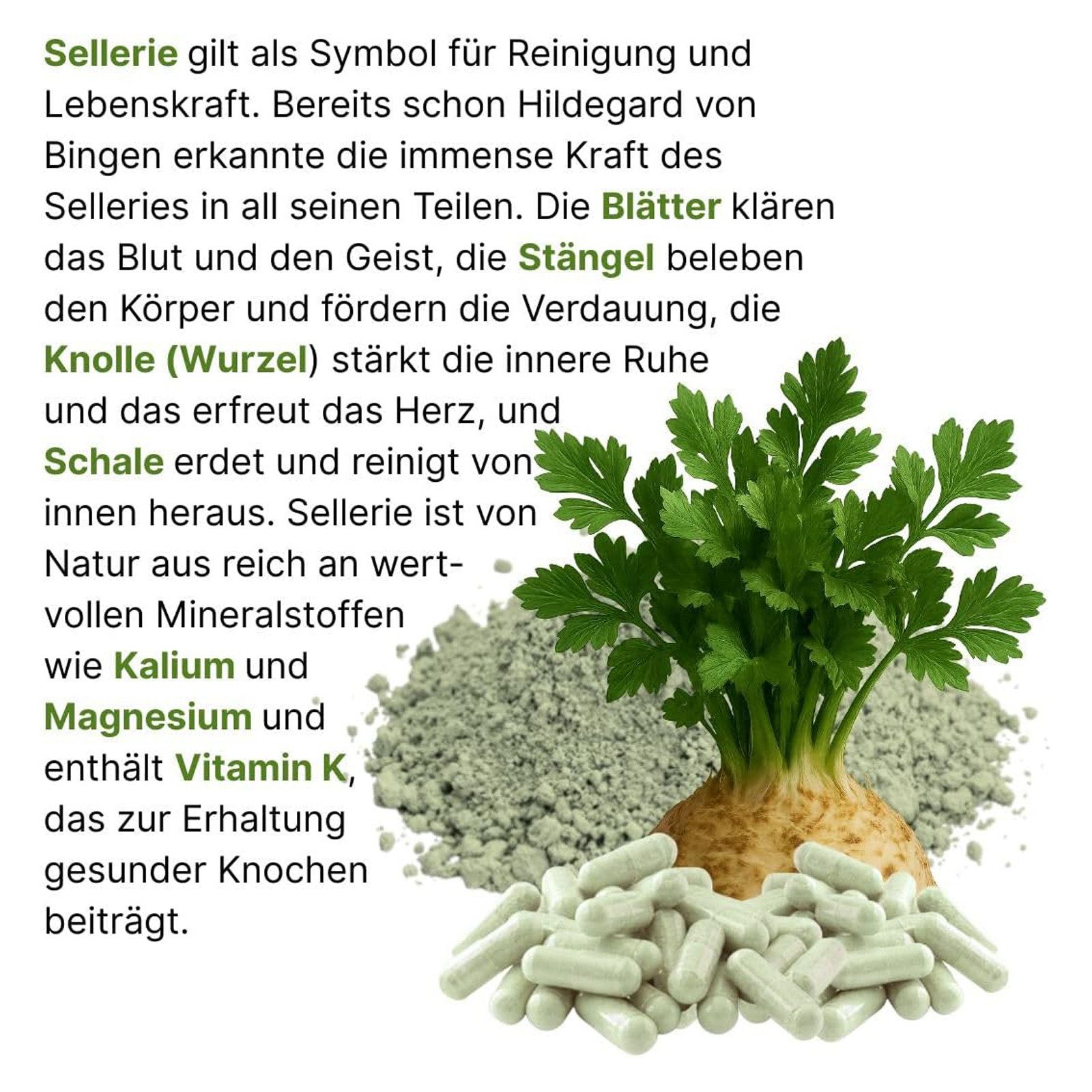 VitalLife Sellerie – Wurzel, Knolle, Stängel & Blätter - Ohne Zusatzstoffe Kapseln, 1 er Dose à 360 St., 194 g, Art. 26320