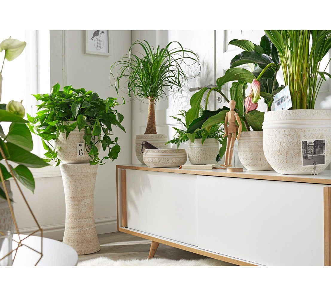 Dehner Übertopf Pflanzensäule, Deko-Objekte Pflanzen für Deko Natürliche Form mit beige, cm, geschwungener Keramik, 55 Höhe und