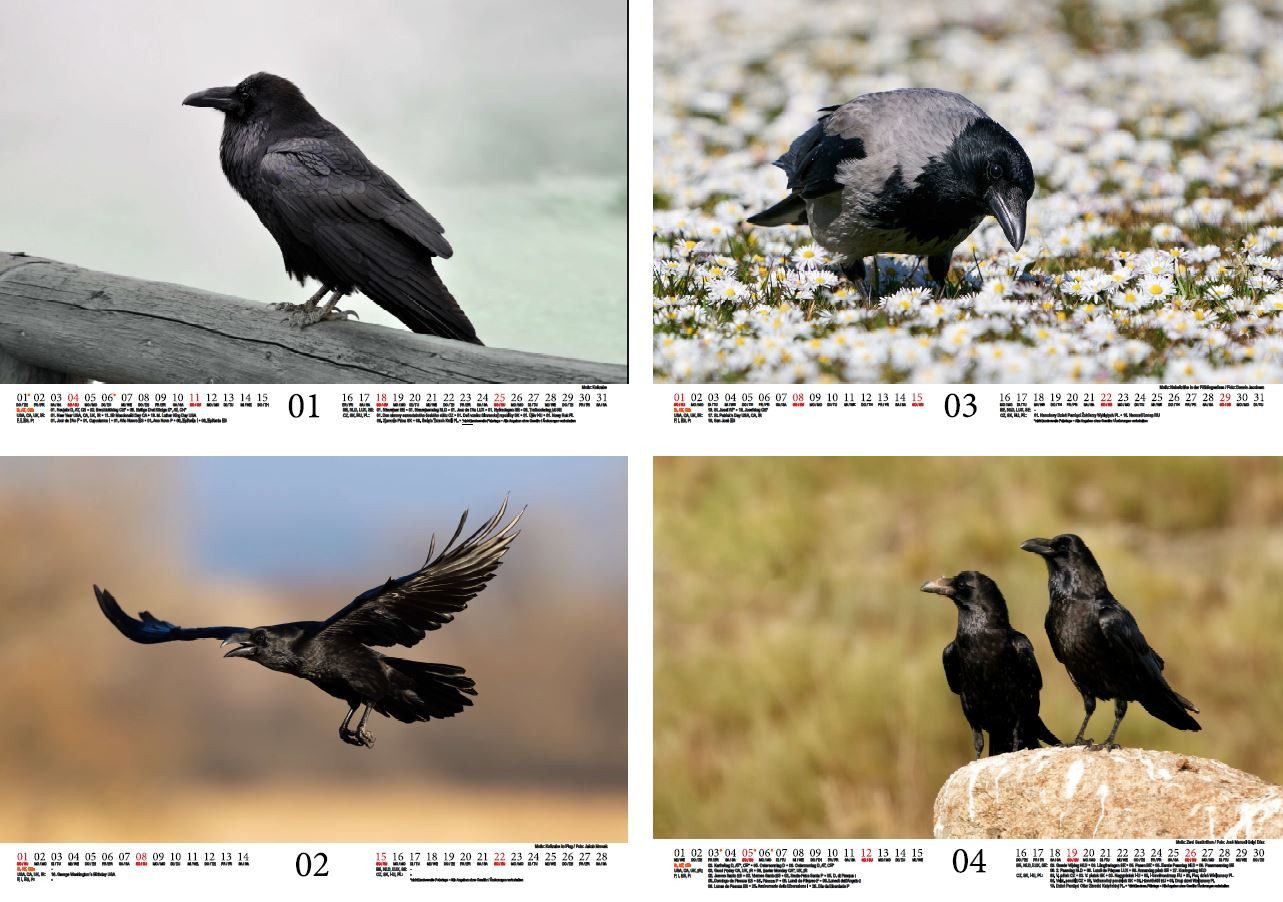 Thumbnail - Seelenzauber Wandkalender Rabenzauber Raben, Krähen und Dohlen DIN A4 Kalender für 2026