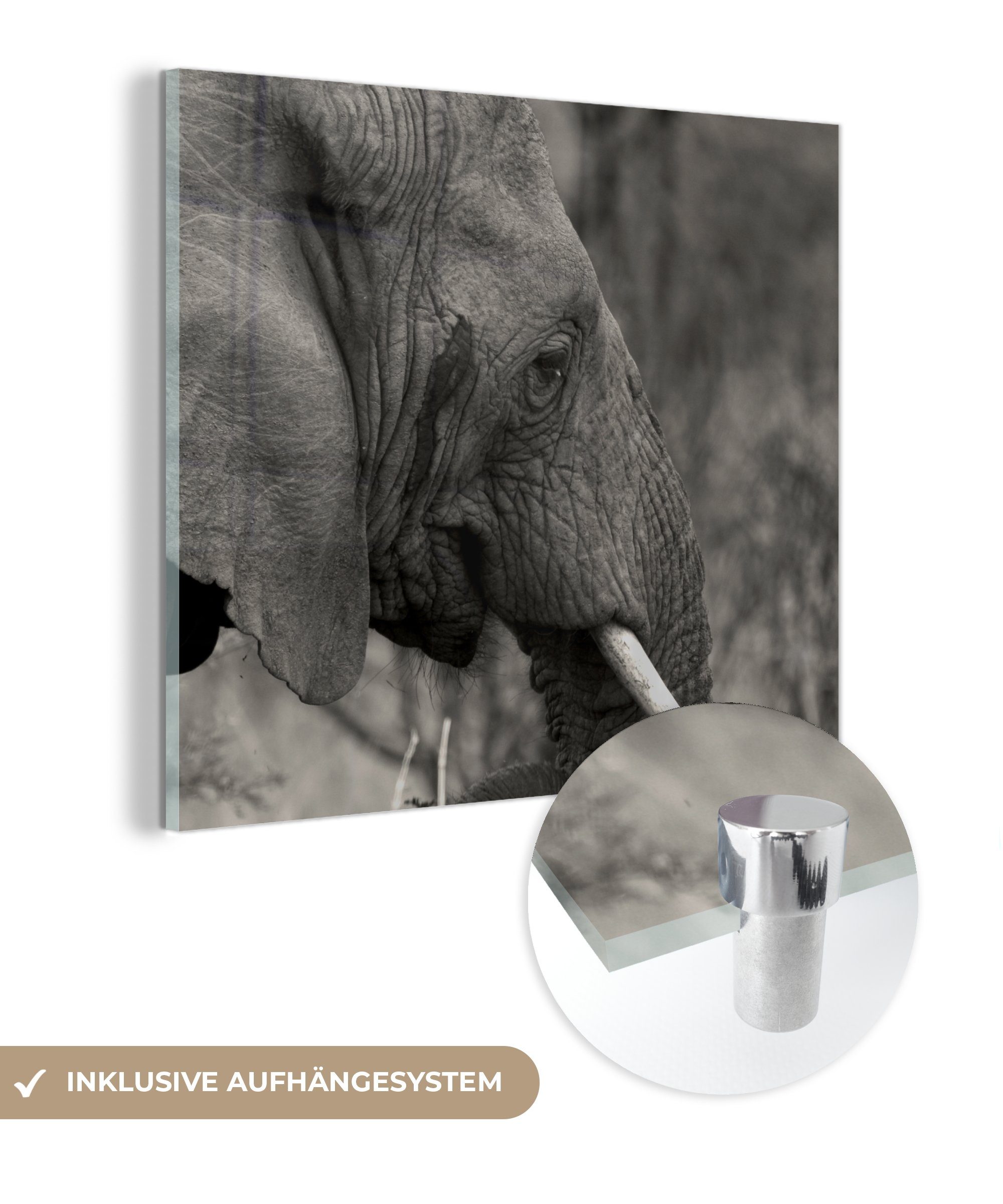 auf (1 MuchoWow Wanddekoration Wandbild Elefant - Weiß, Glasbilder - Foto Tiere Schwarz - Glas Glas Acrylglasbild - auf - Bilder - St),