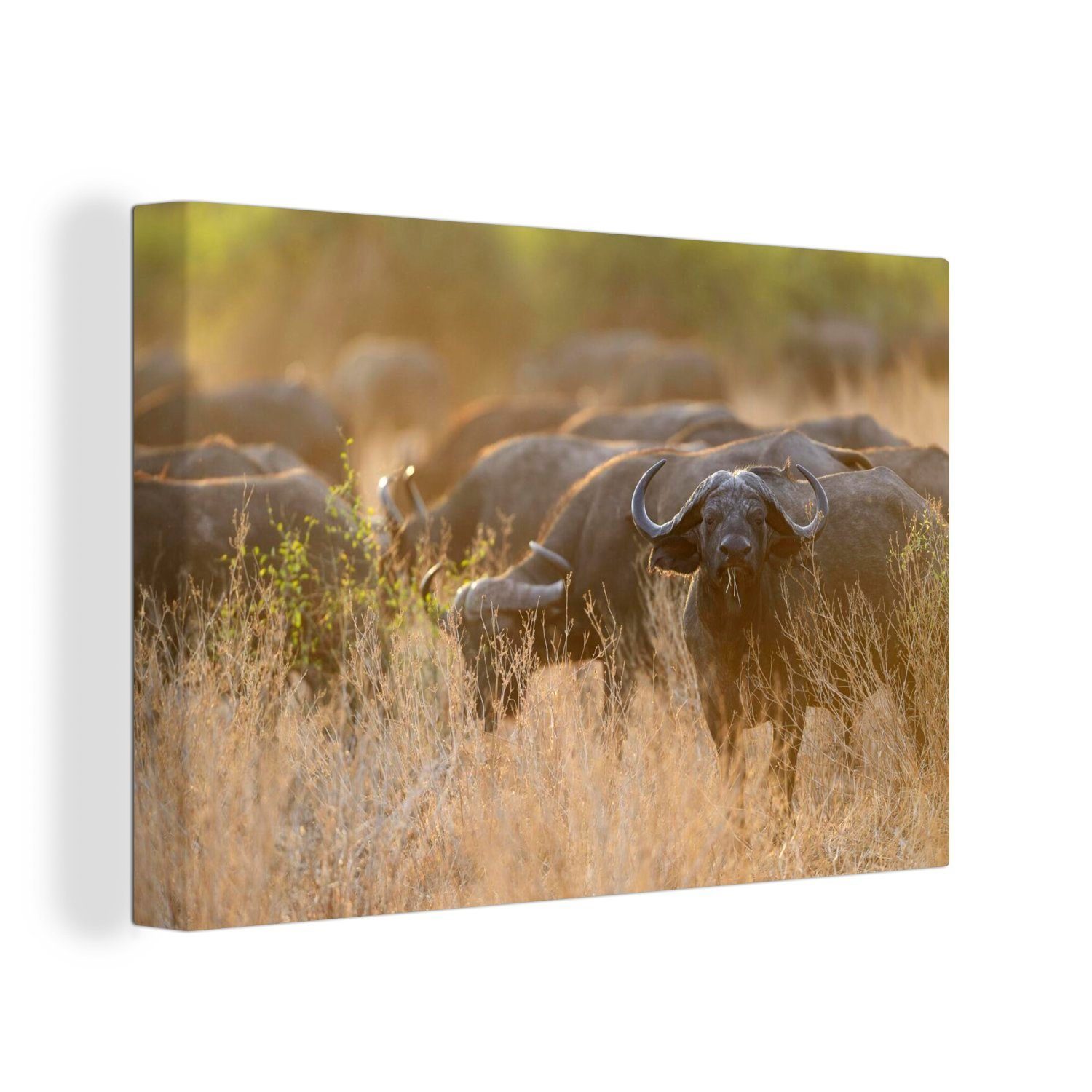OneMillionCanvasses® Leinwandbild Eine Büffelherde in den Savannen des South Luangwa National Park, (1 St), Wandbild Leinwandbilder, Aufhängefertig, Wanddeko, 30x20 cm