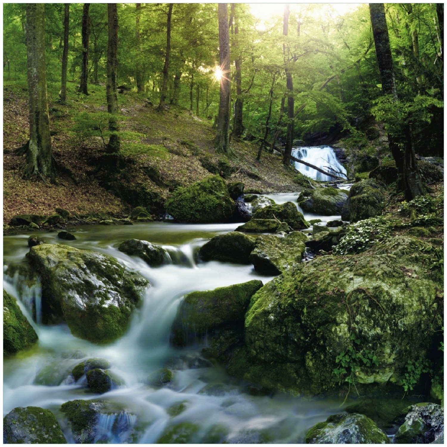 Wallario Glasbild, Fließender Bach im Wald bei Sonnenuntergang, in verschiedenen Ausführungen
