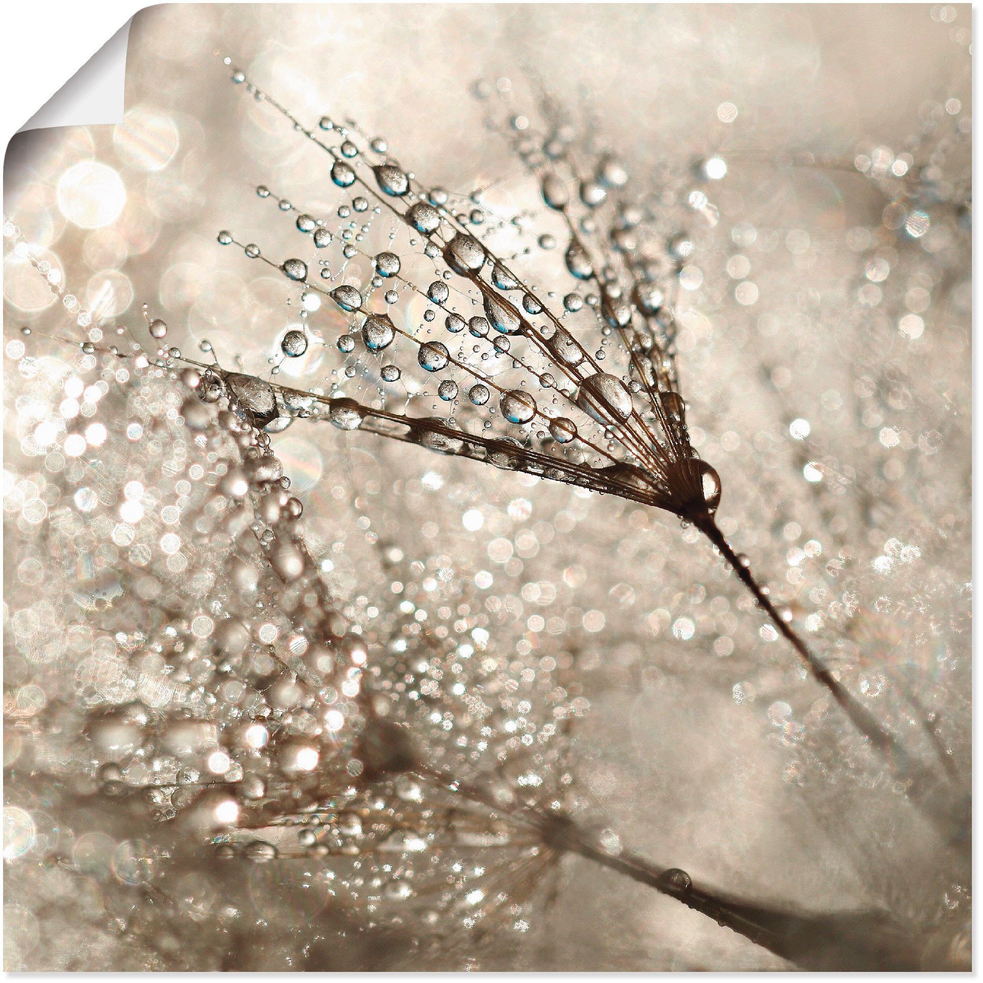 Artland Wandbild Pusteblume Tautropfen, Blumen (1 günstig online kaufen