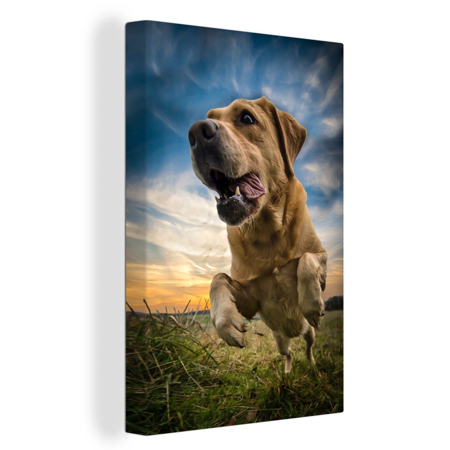 OneMillionCanvasses® Leinwandbild Bunter Himmel über diesem Labrador Retriever, (1 St), Leinwandbild fertig bespannt inkl. Zackenaufhänger, Gemälde, 20x30 cm