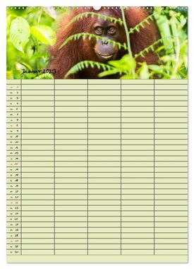 CALVENDO Wandkalender Familienplaner 2023 - Orang Utans im Dschungel (Premium, hochwertiger DIN A2 Wandkalender 2023, Kunstdruck in Hochglanz)