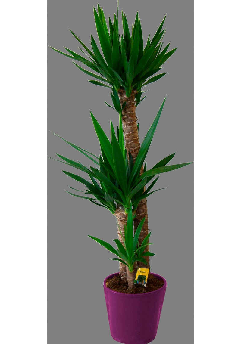 BCM Zimmerpflanze »Riesenpalmlilie / Yucca-Palme«, Höhe: 120-130 cm, 3 Pflanzen