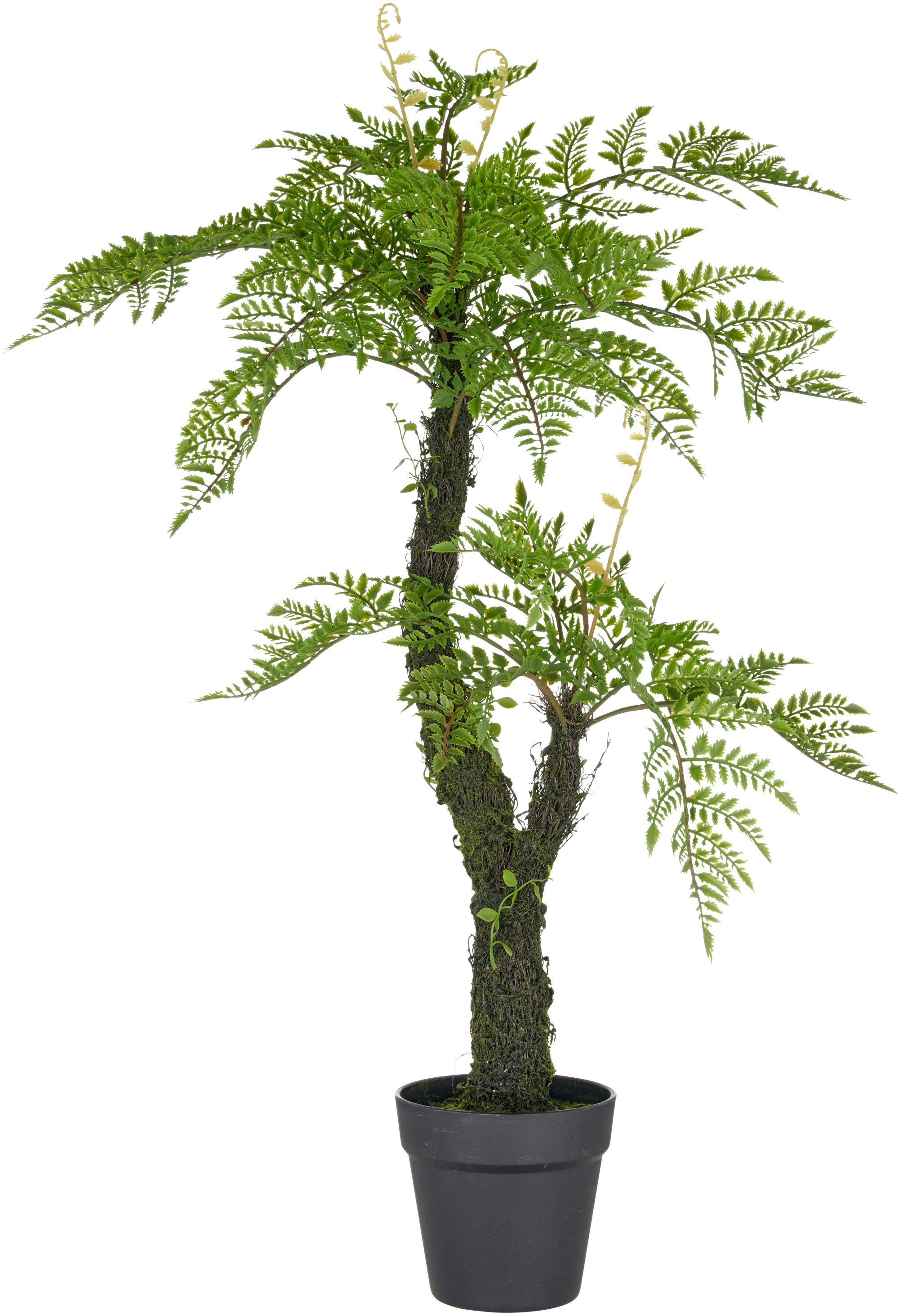 Kunstpflanze Baumfarn, Creativ green, Höhe 80 cm, an Moosstamm günstig online kaufen