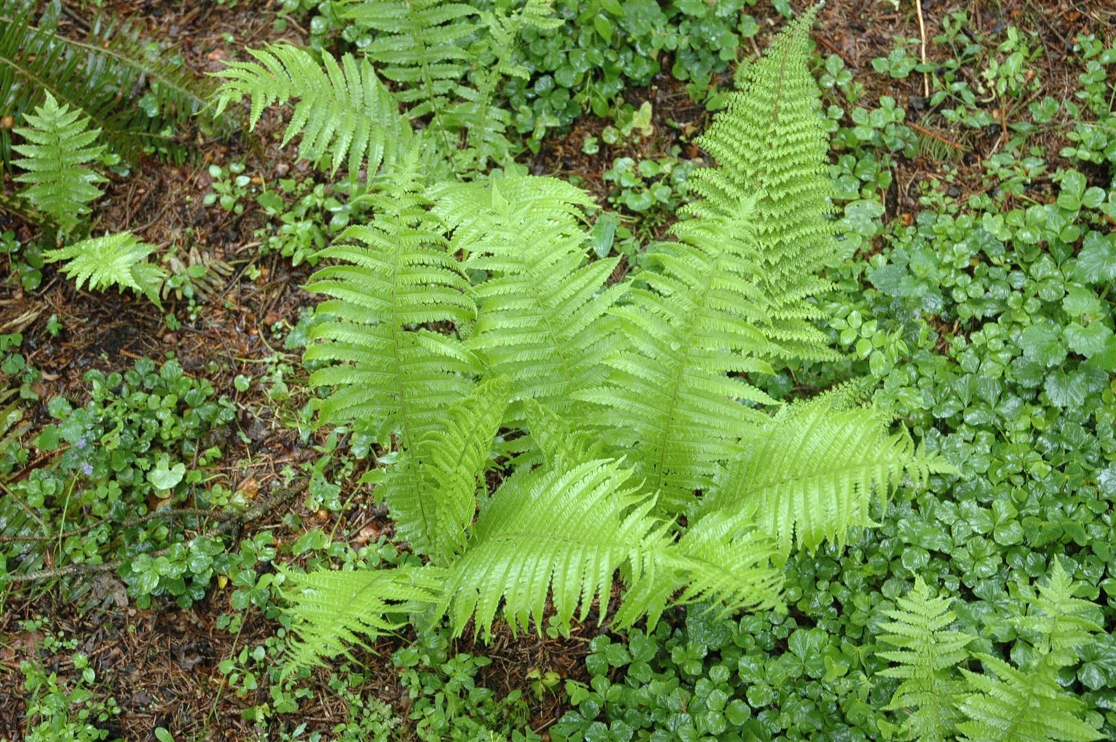 Pflanzen für Dich Травы Polystichum set. Proliferum, 1 St., Schildfarn, Filigranfarn, fiederblätter, wintergrün